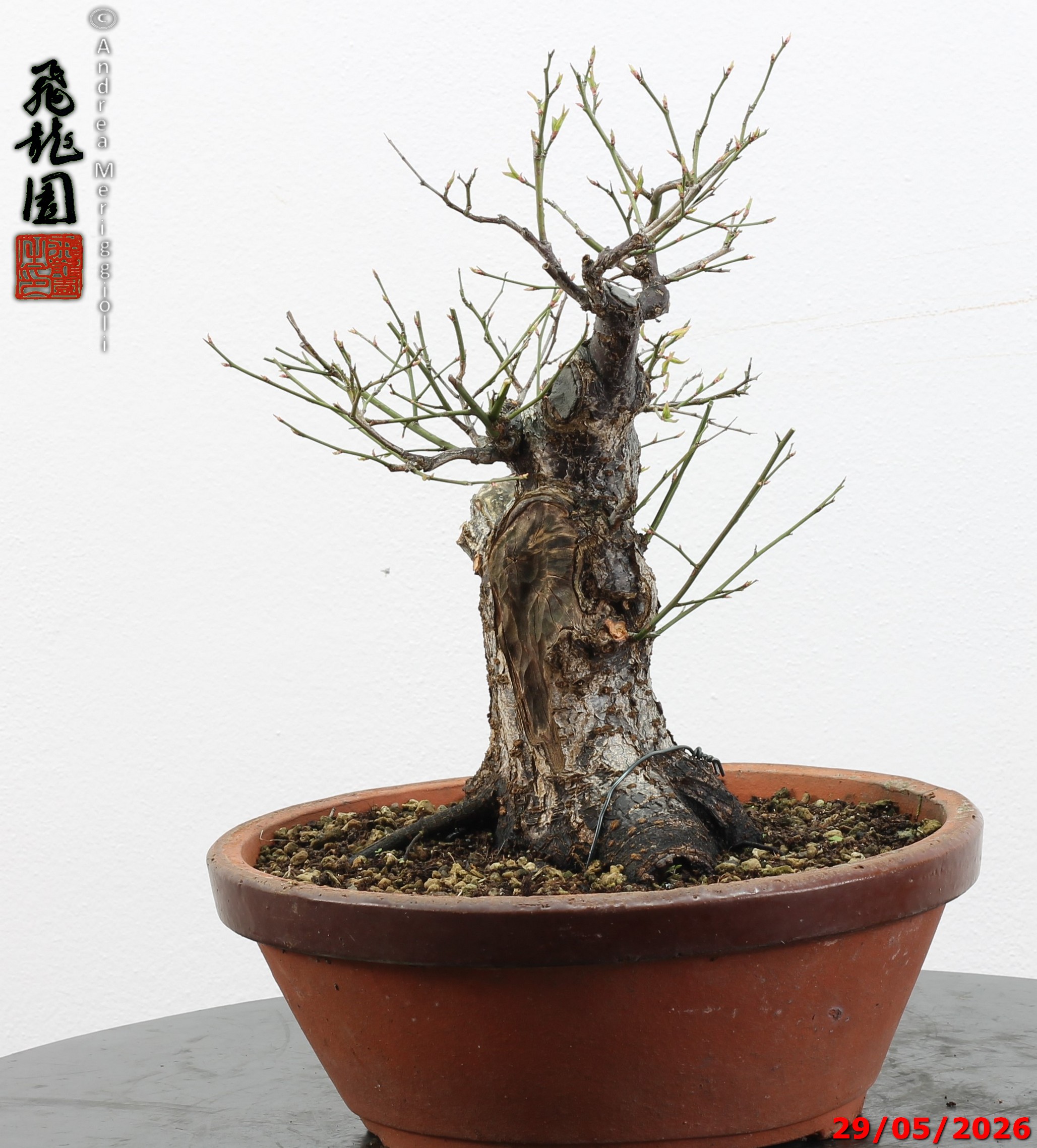 Prunus mume - immagine 9