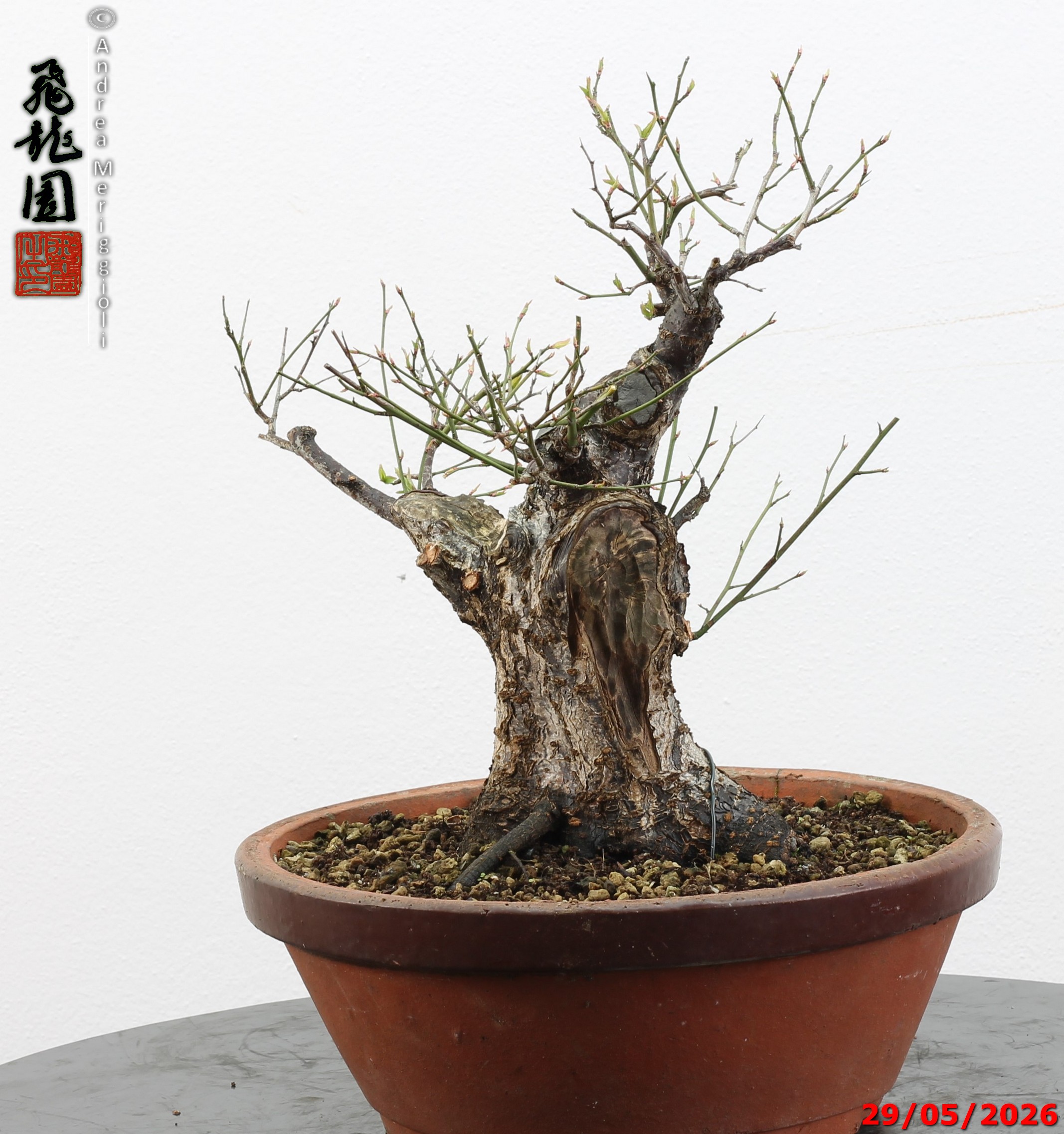 Prunus mume - immagine 8