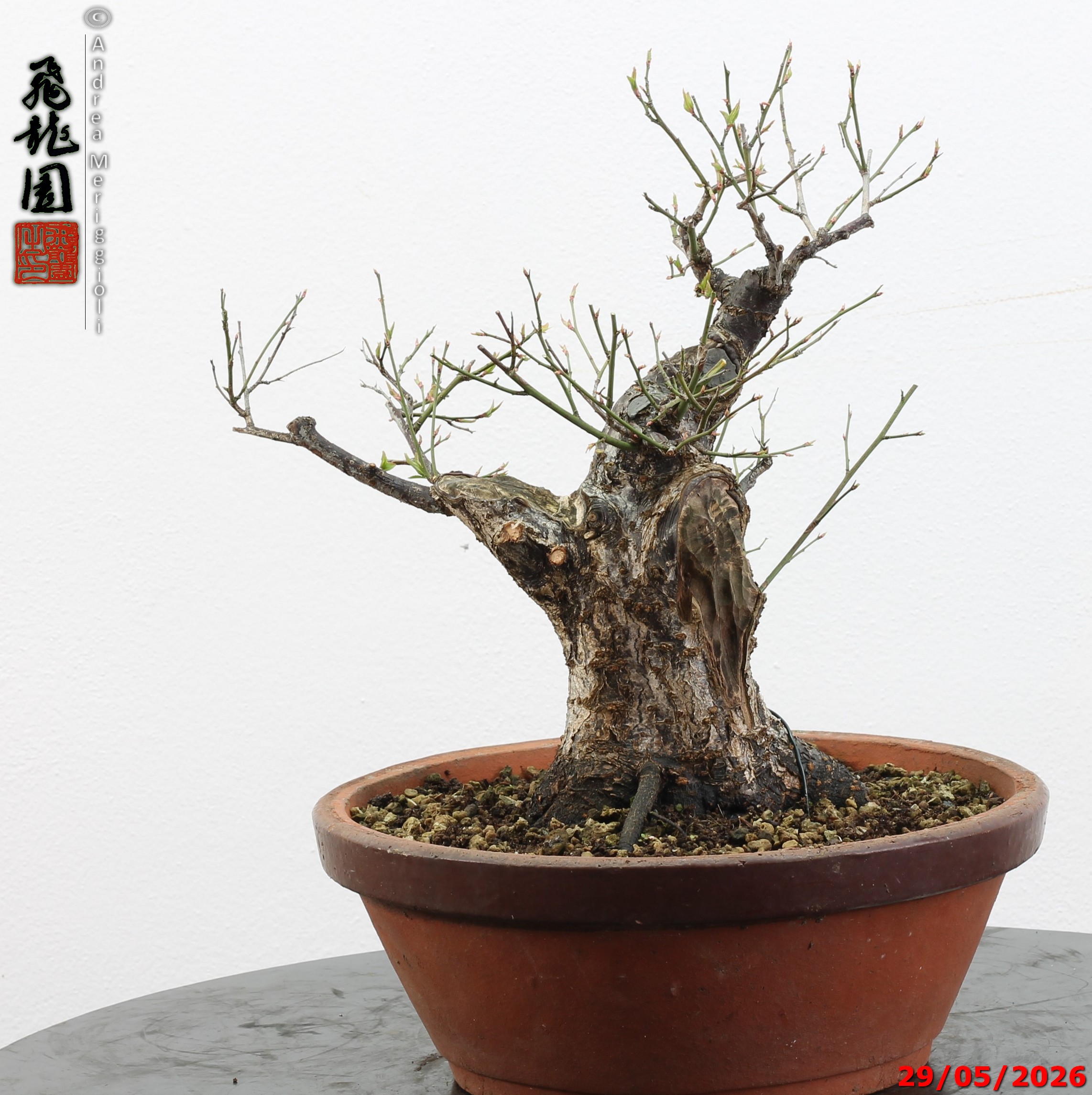 Prunus mume - immagine 7
