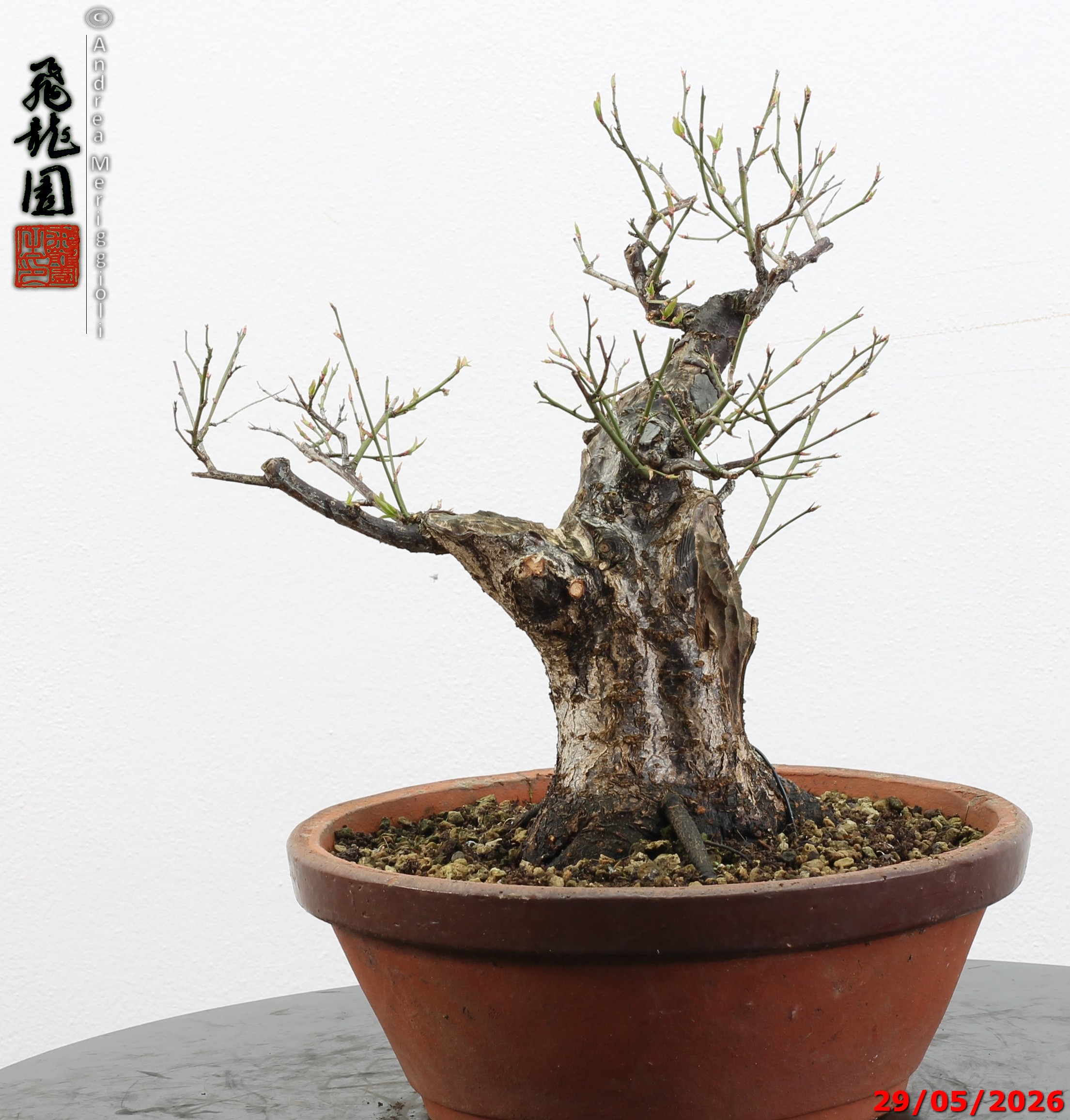 Prunus mume - immagine 6