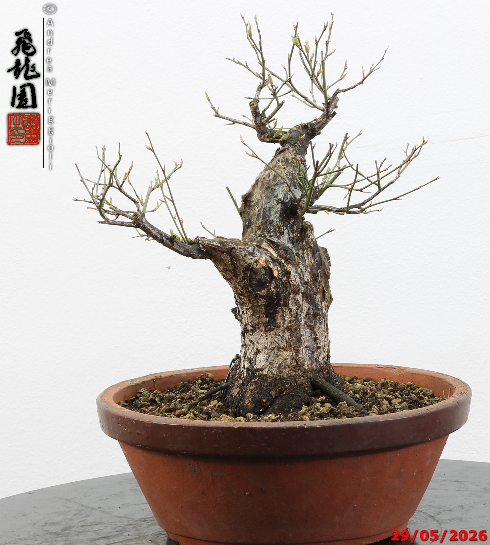 Prunus mume - immagine 5