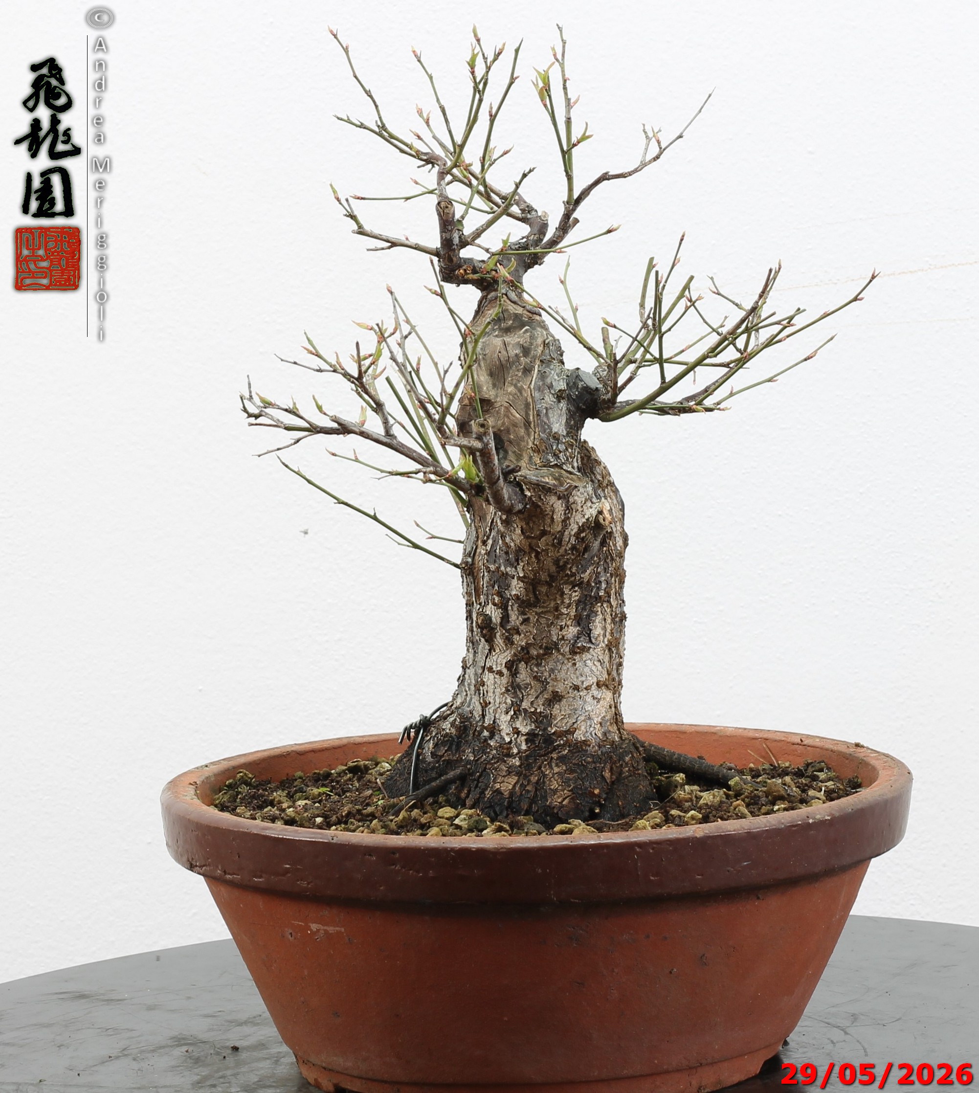 Prunus mume - immagine 4