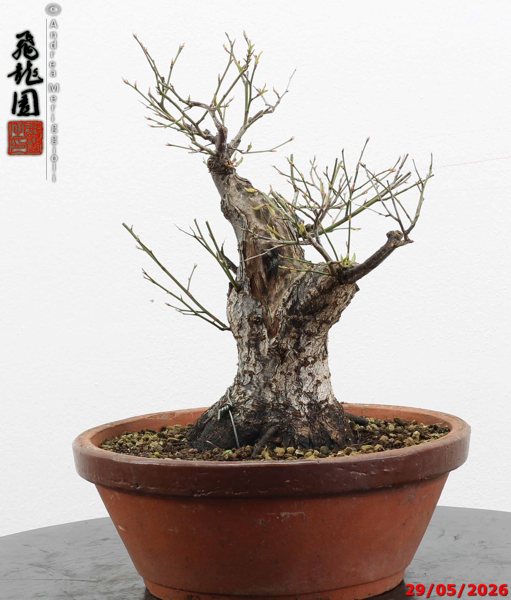 Prunus mume - immagine 3