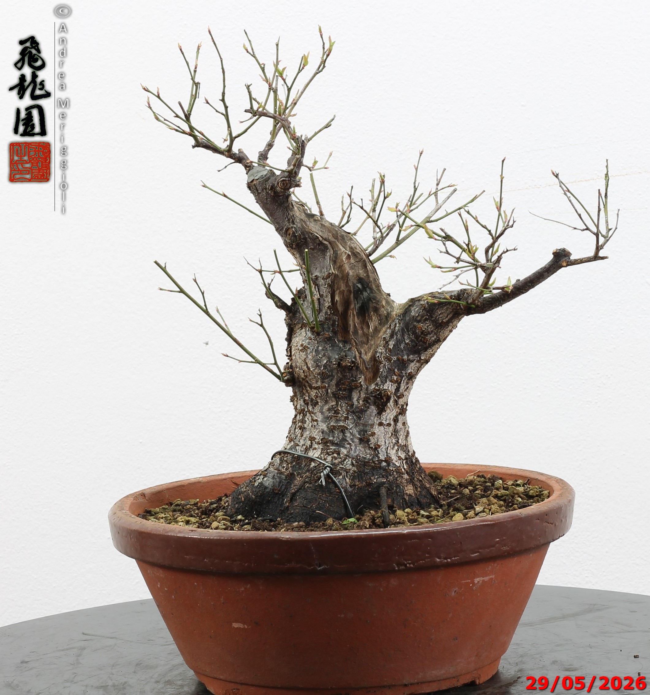 Prunus mume - immagine 2