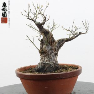 Prunus mume