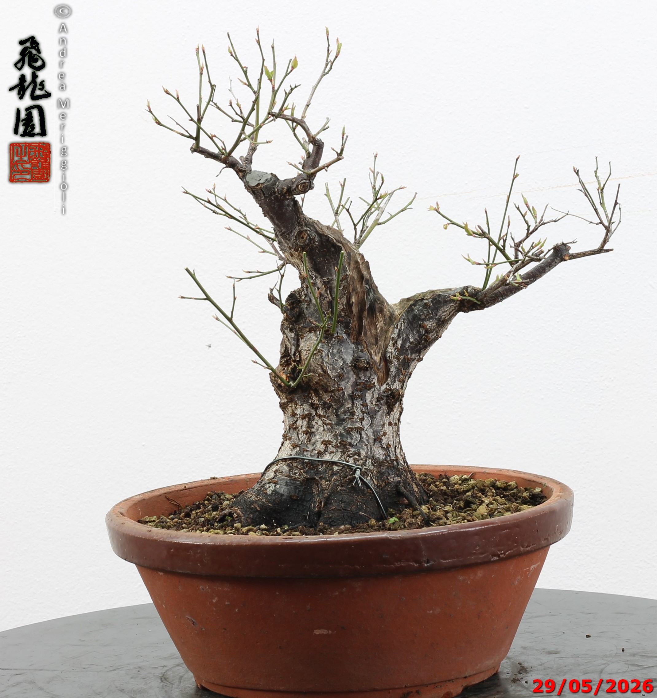 Prunus mume