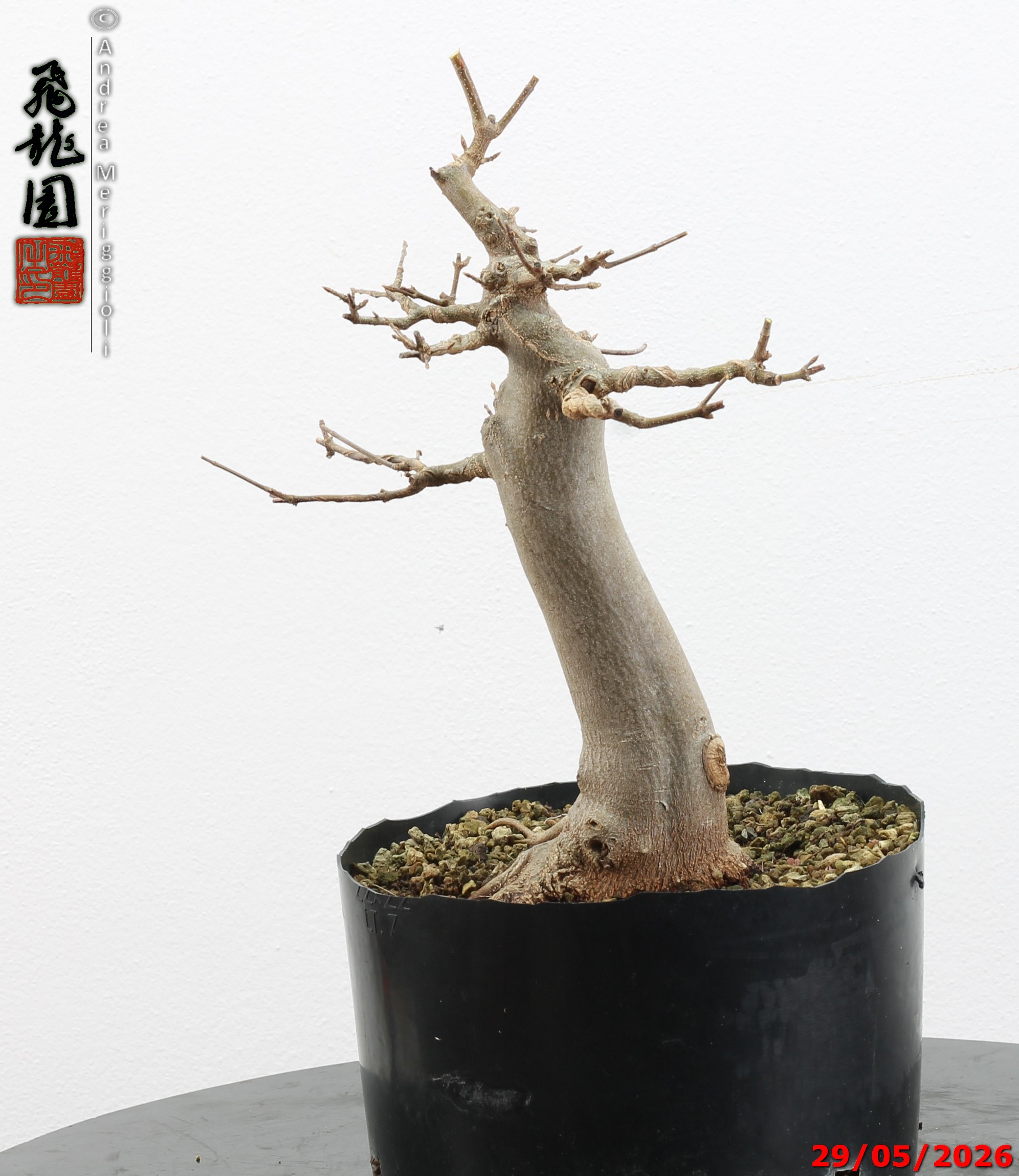 Acer buergerianum - immagine 13