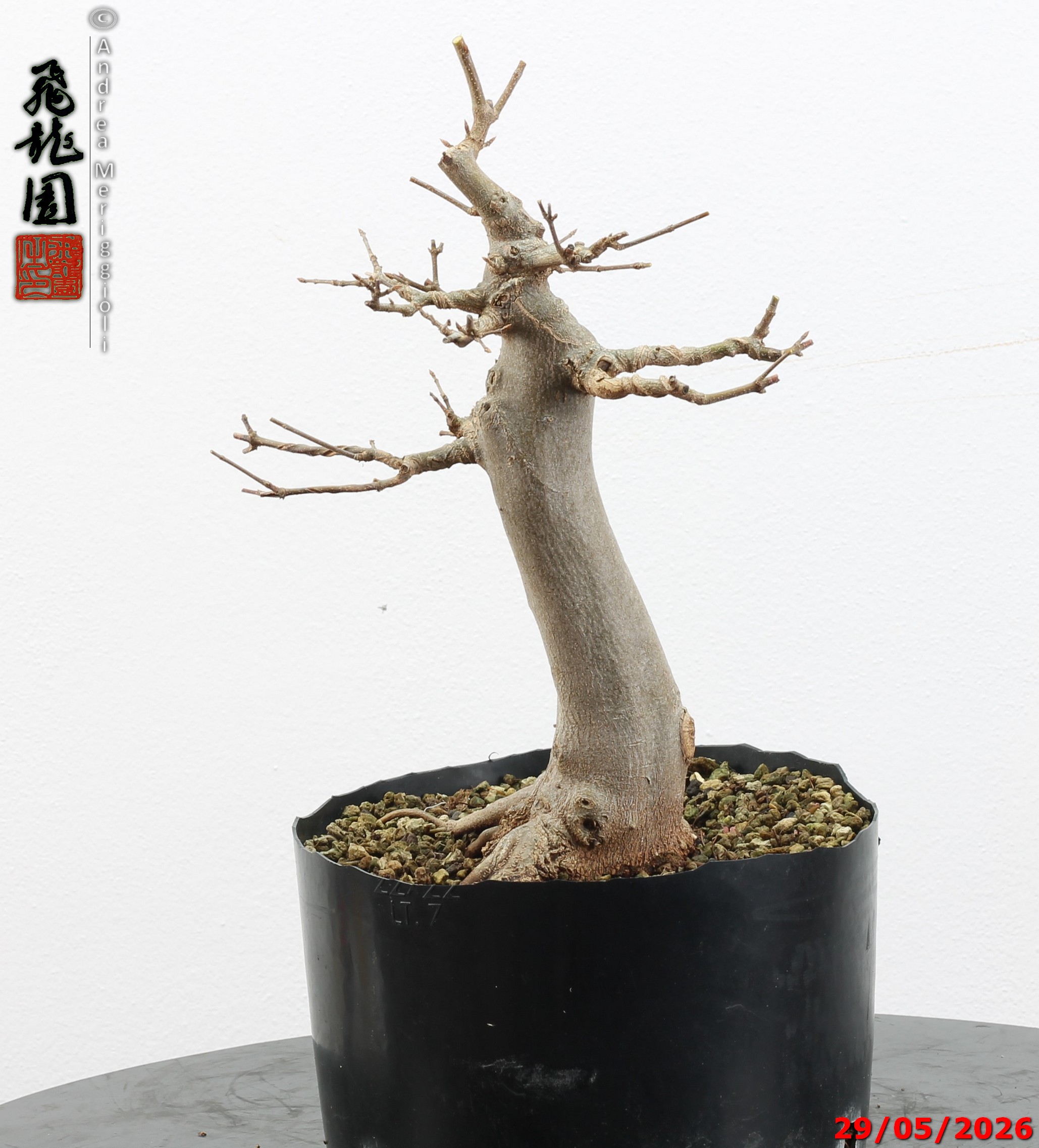 Acer buergerianum - immagine 12