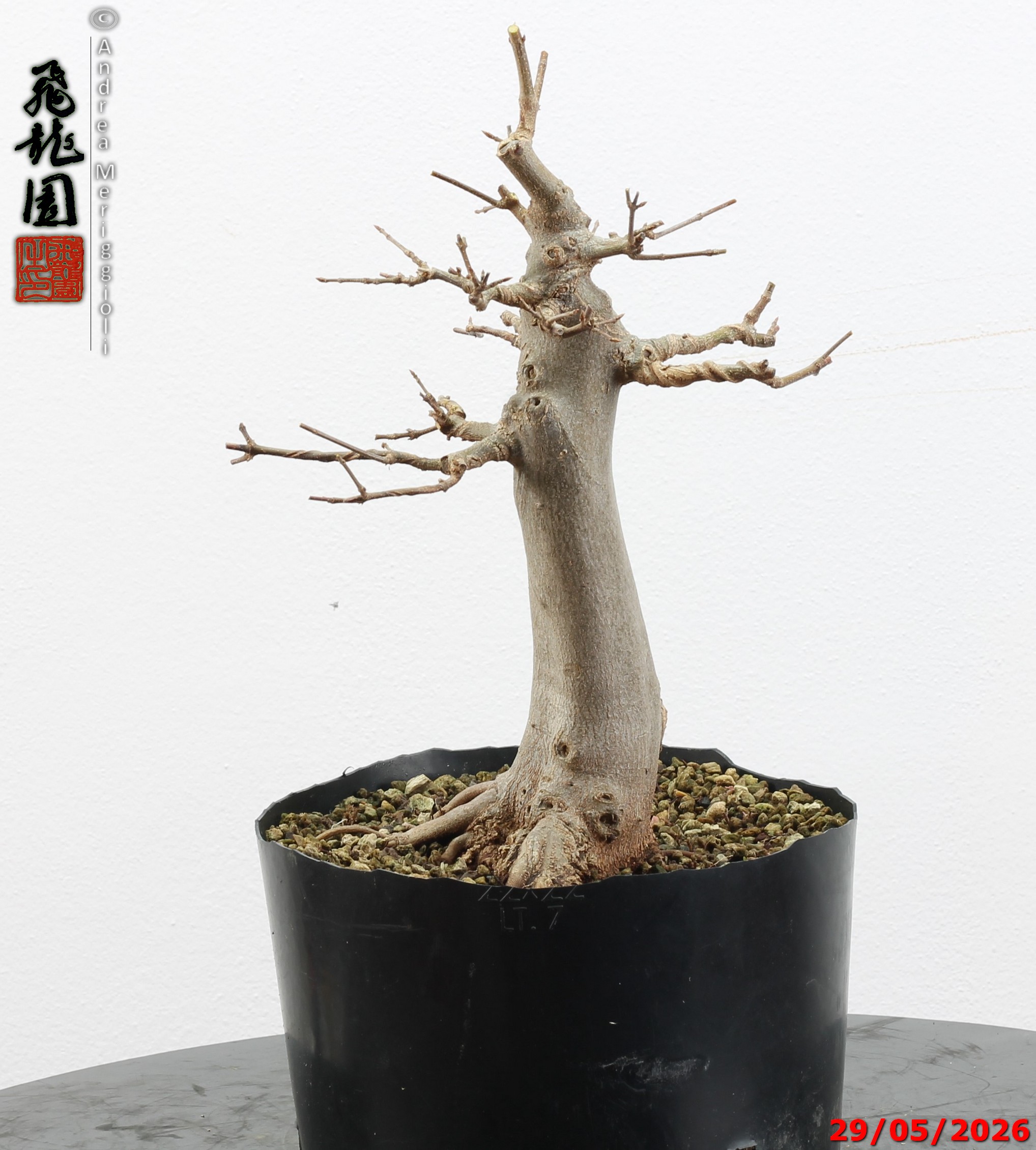Acer buergerianum - immagine 11