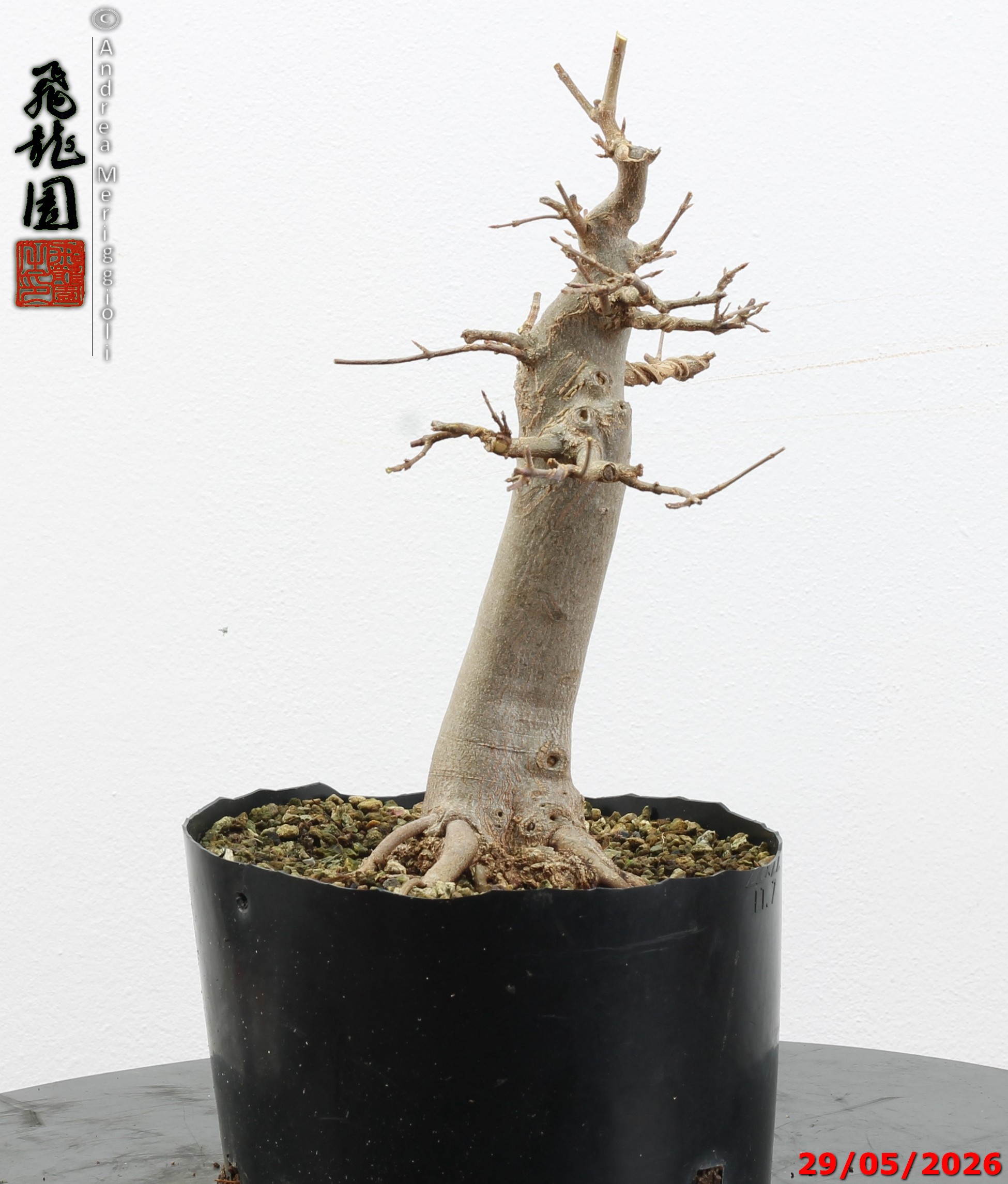 Acer buergerianum - immagine 10