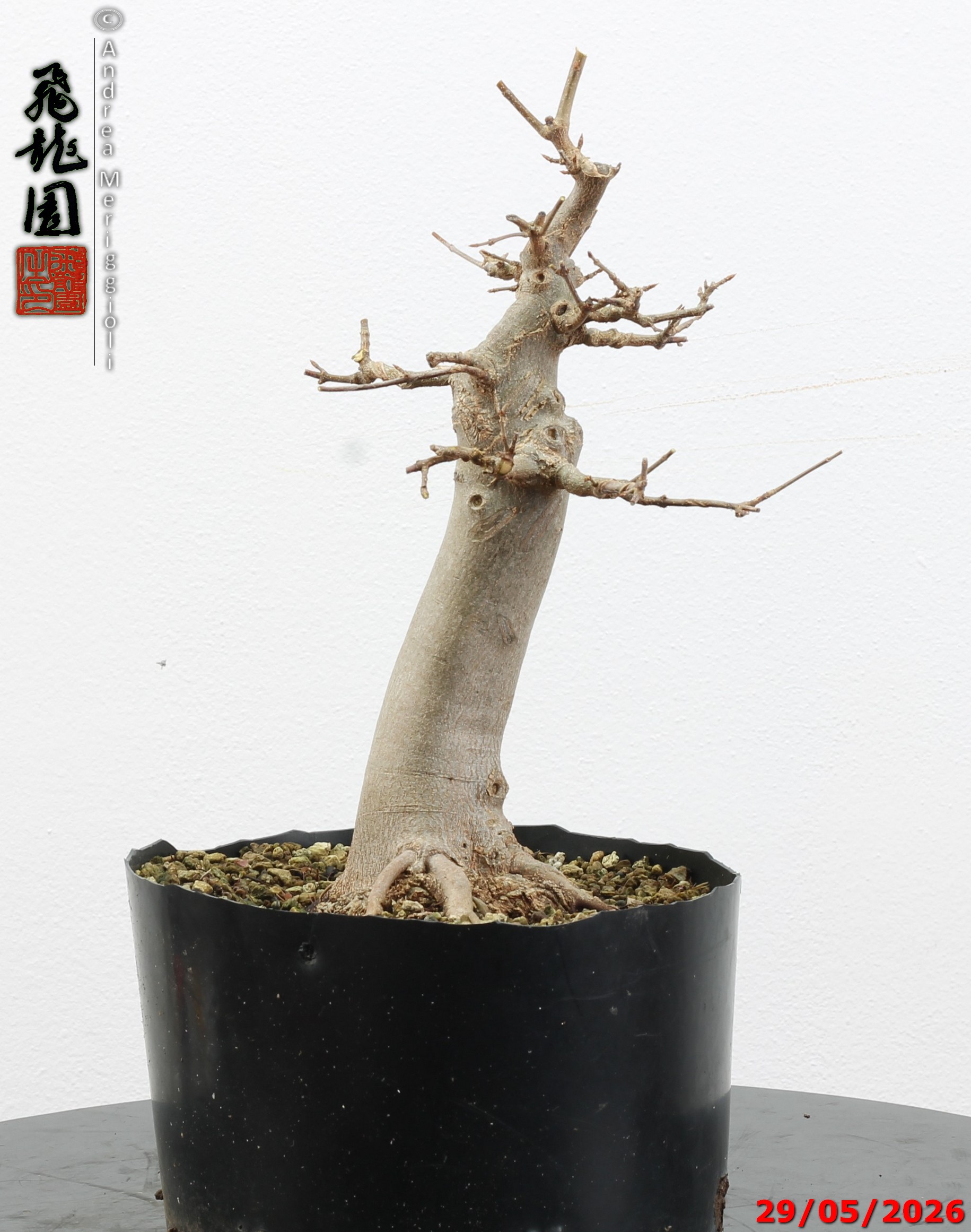 Acer buergerianum - immagine 9