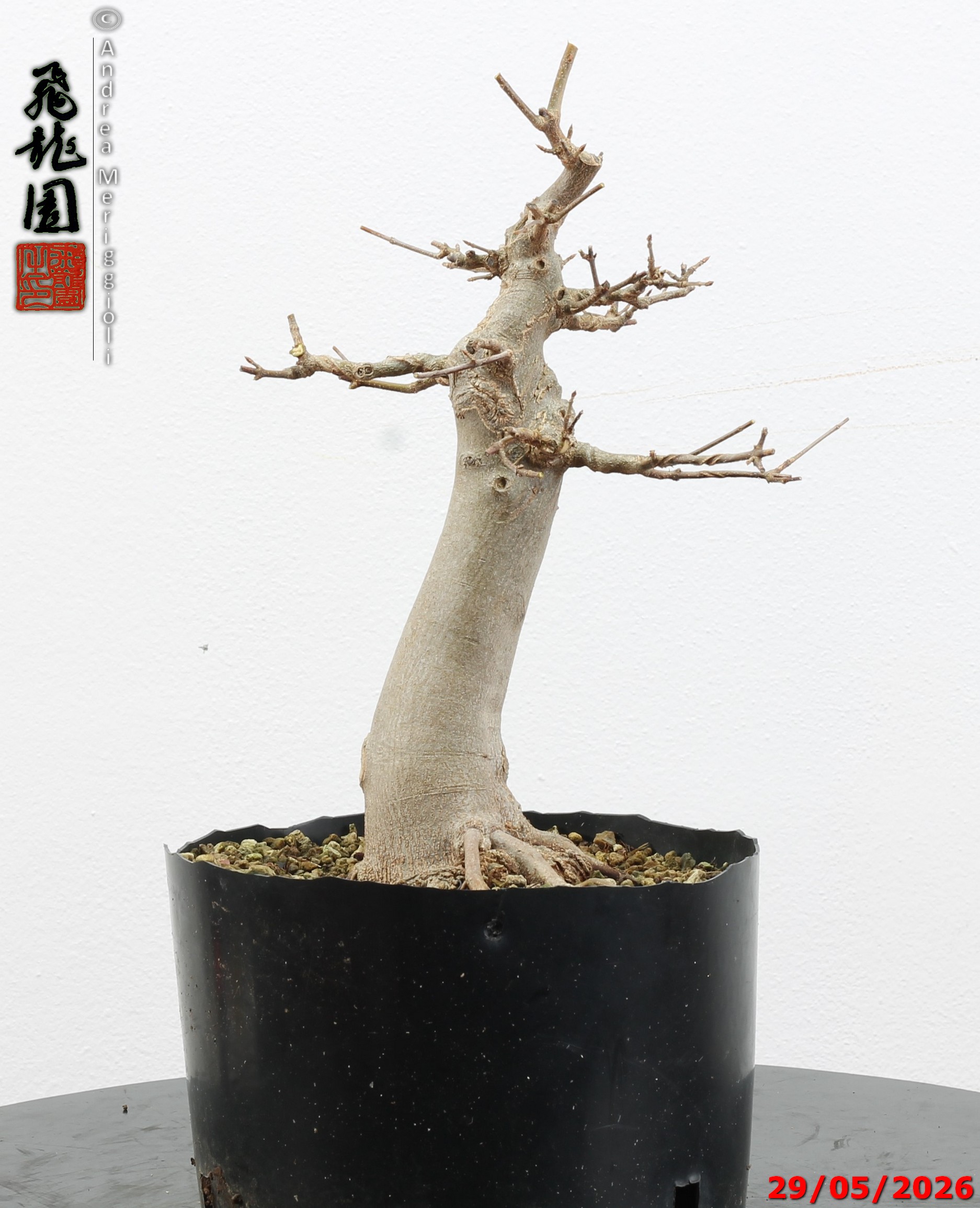 Acer buergerianum - immagine 8
