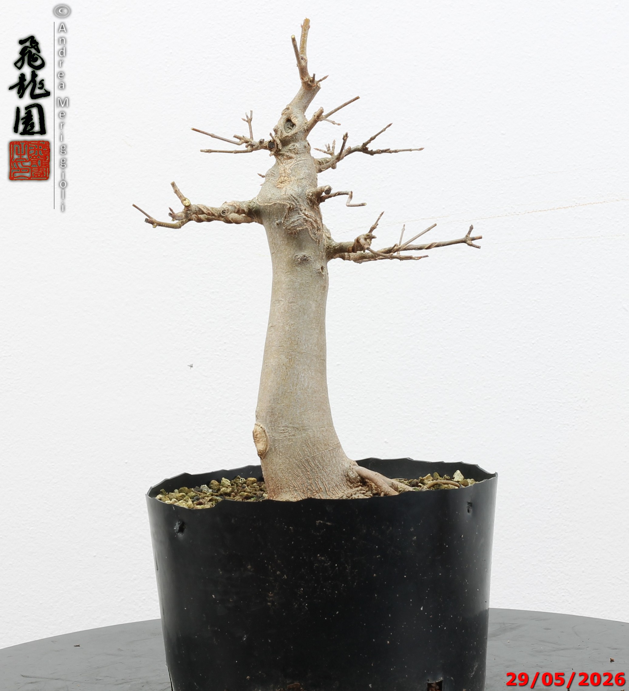 Acer buergerianum - immagine 7