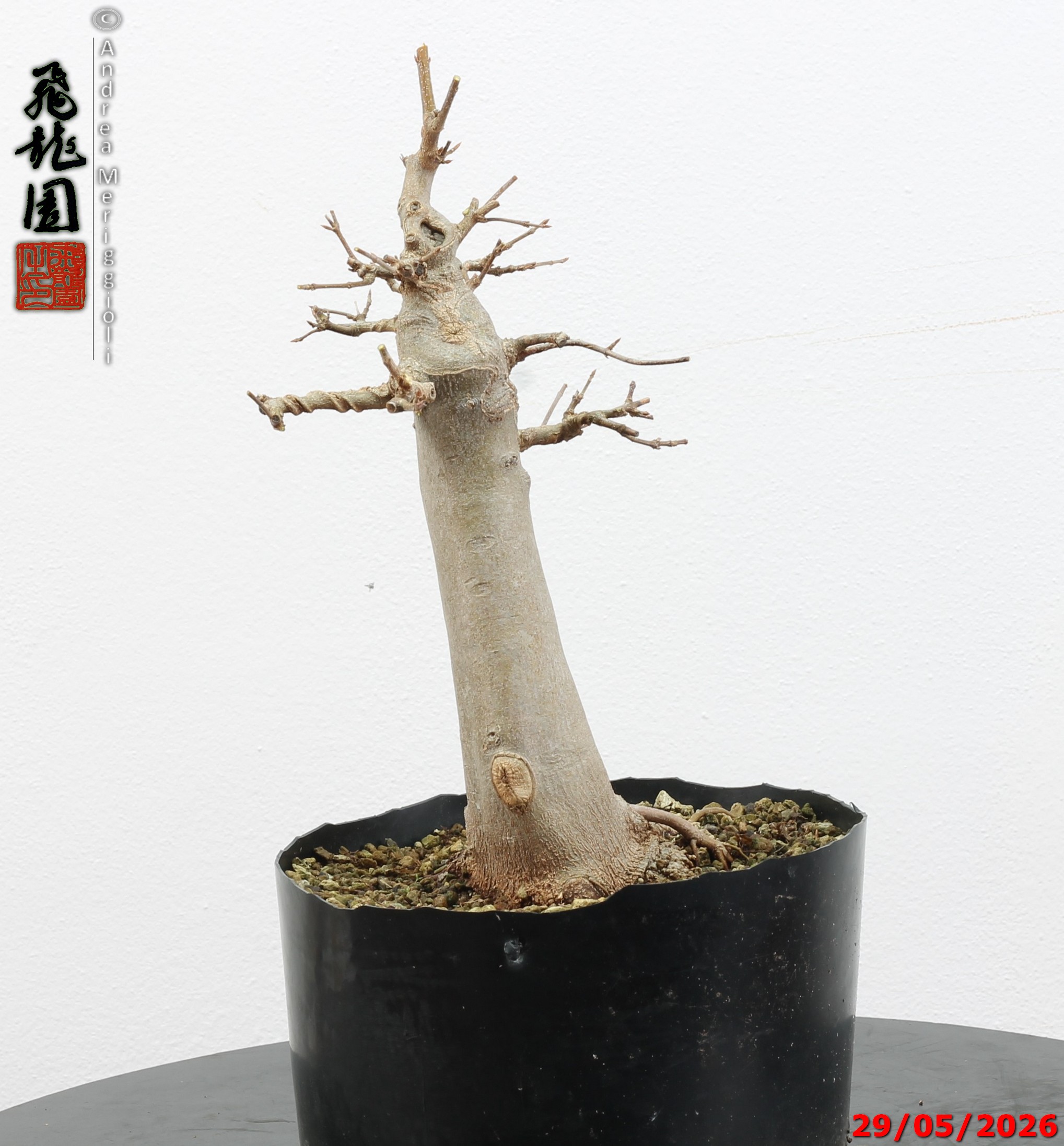 Acer buergerianum - immagine 6