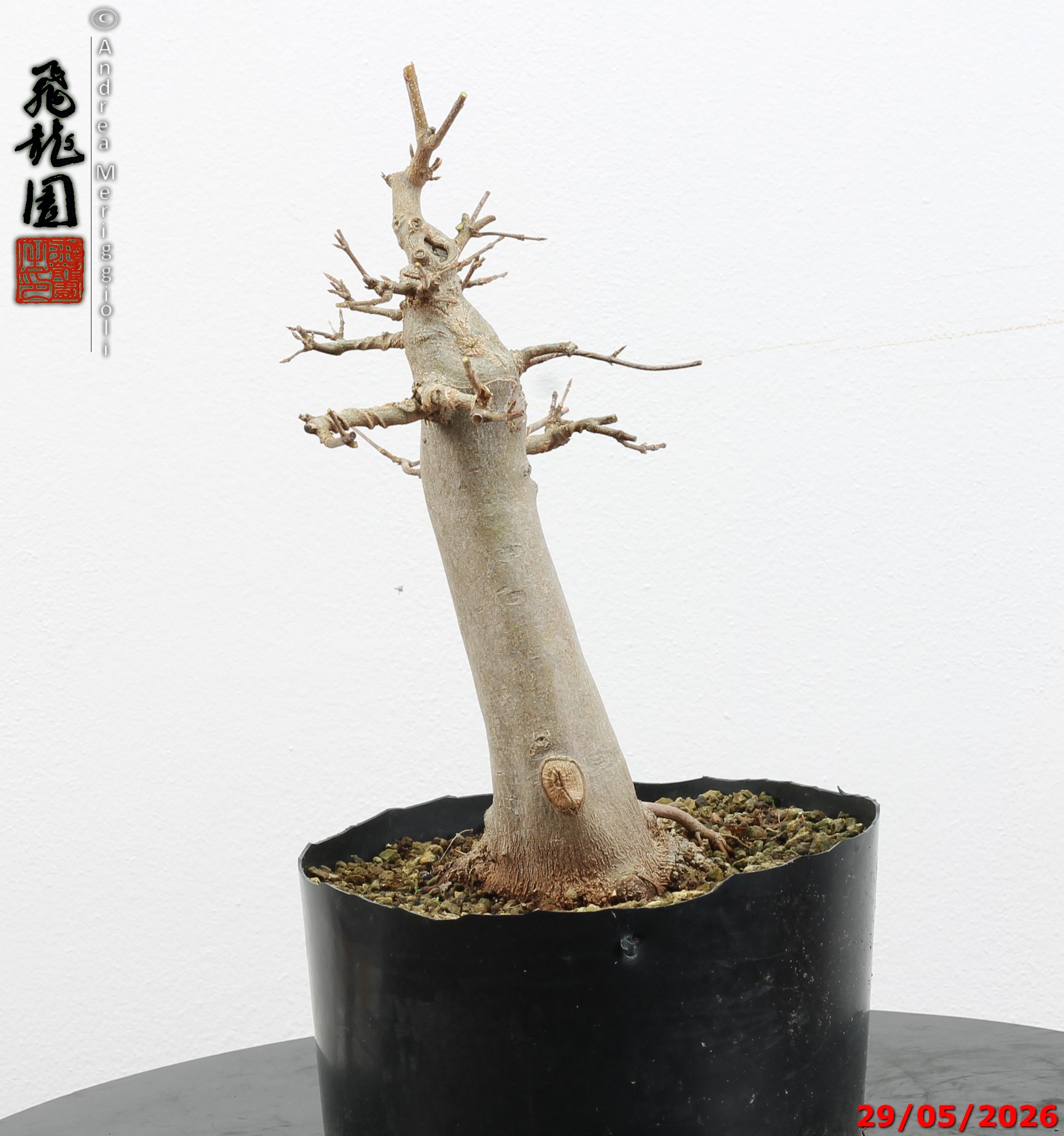 Acer buergerianum - immagine 5