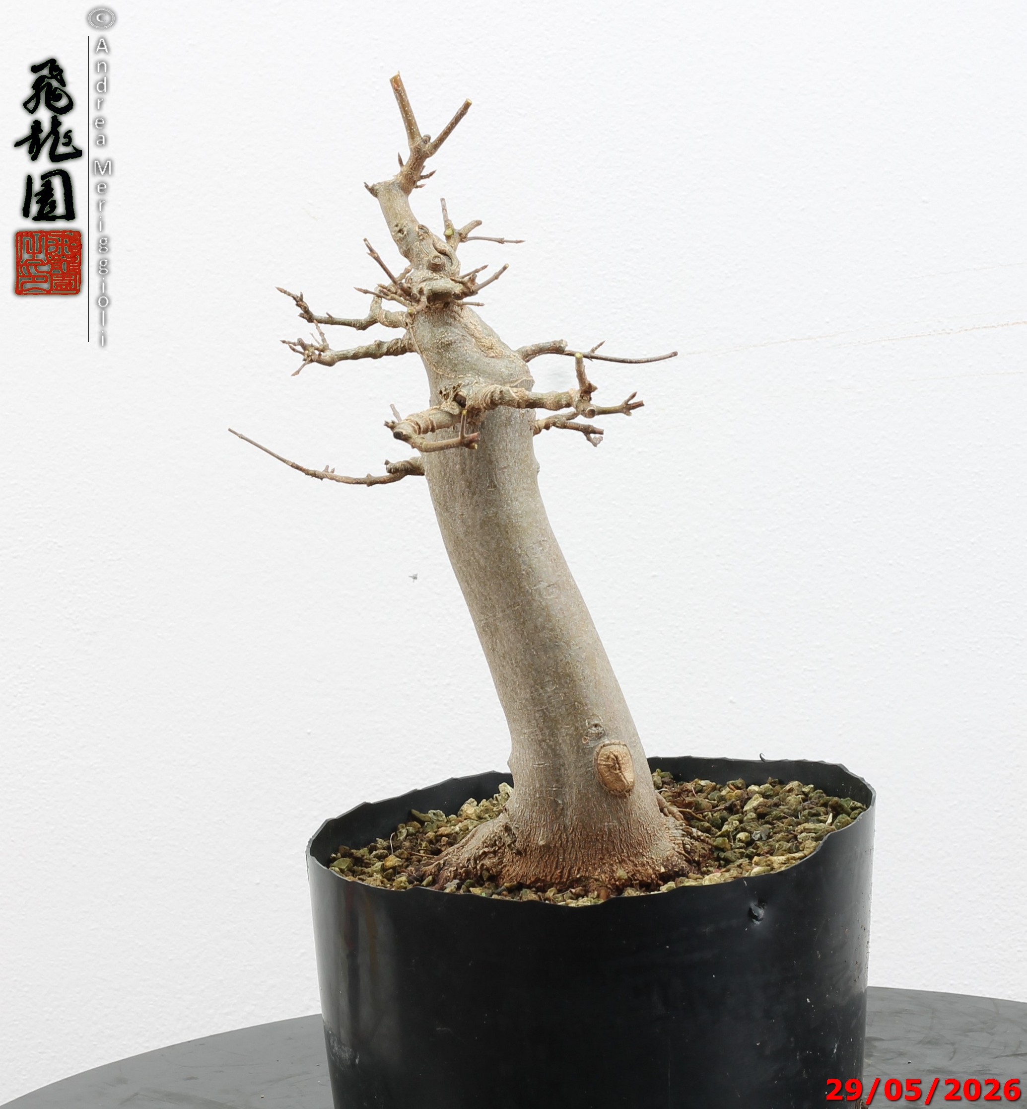 Acer buergerianum - immagine 4