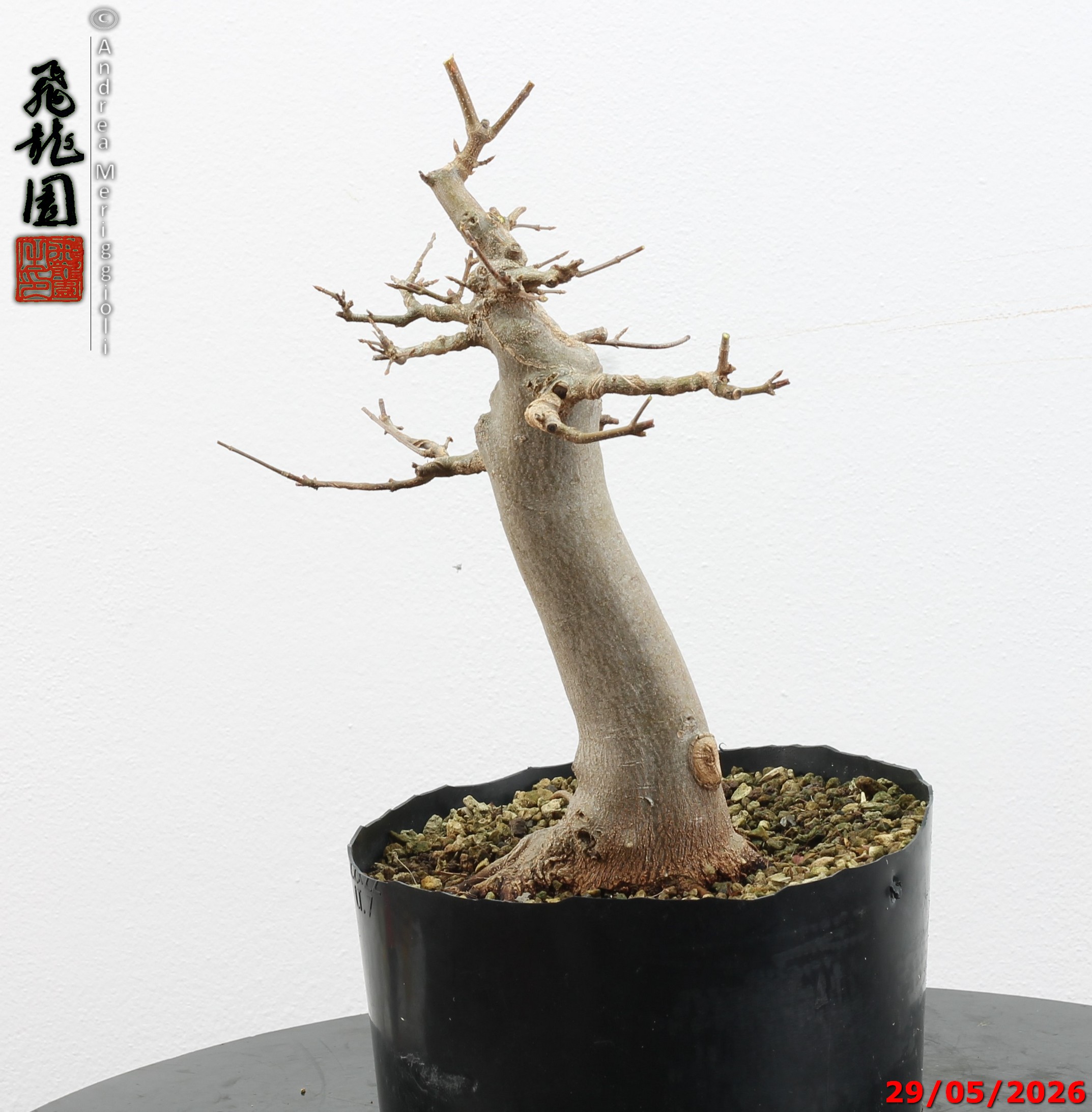 Acer buergerianum - immagine 3
