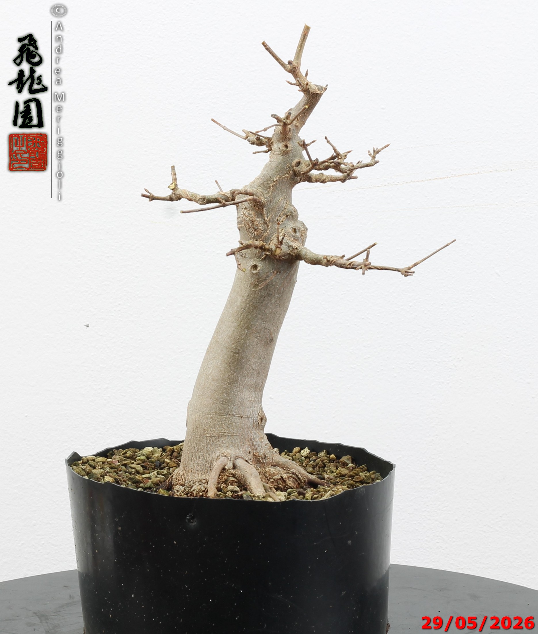 Acer buergerianum - immagine 2