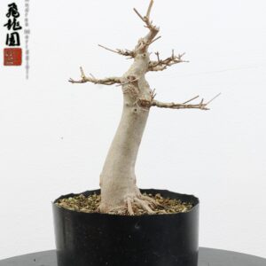 Acer buergerianum