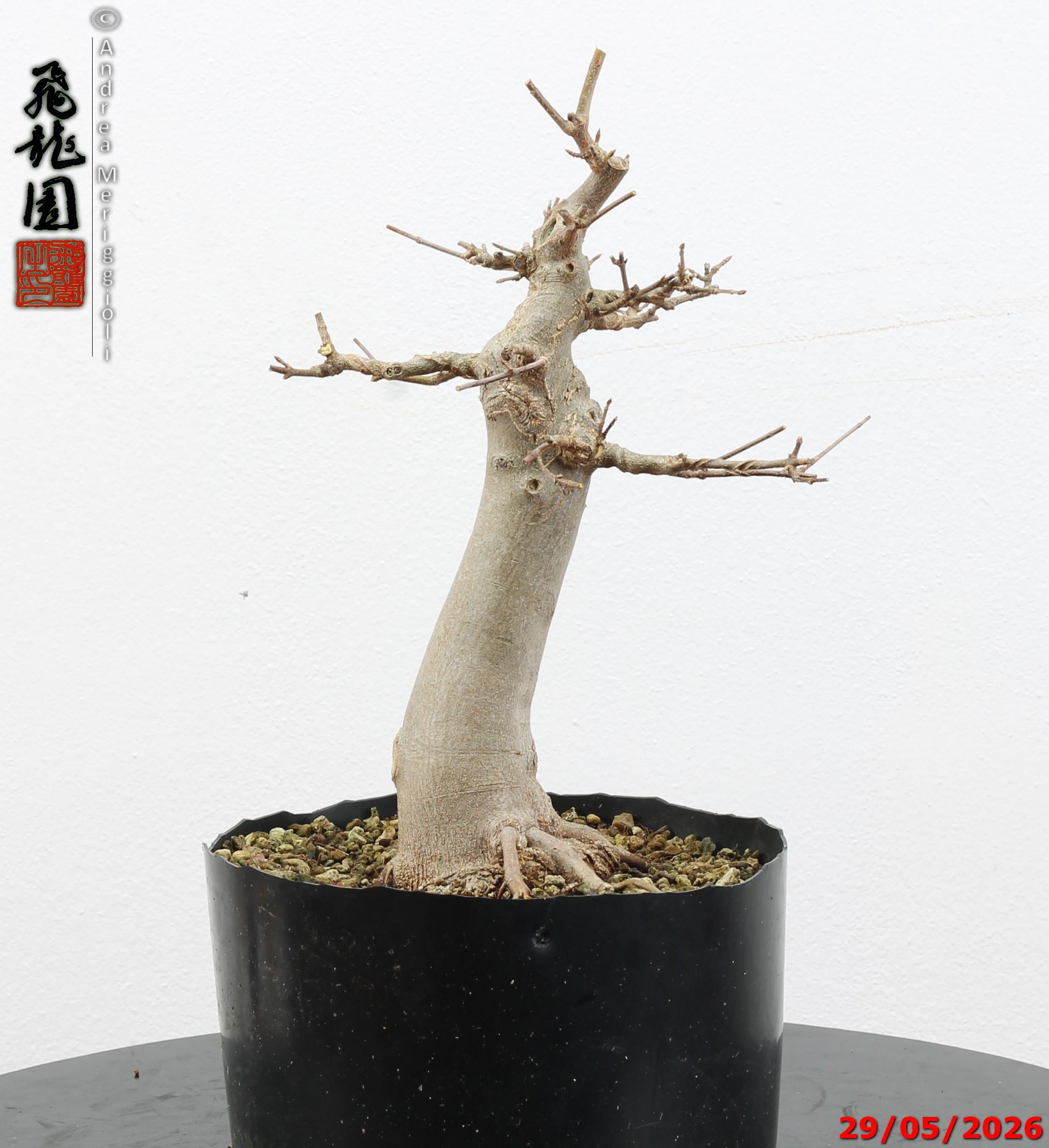 Acer buergerianum