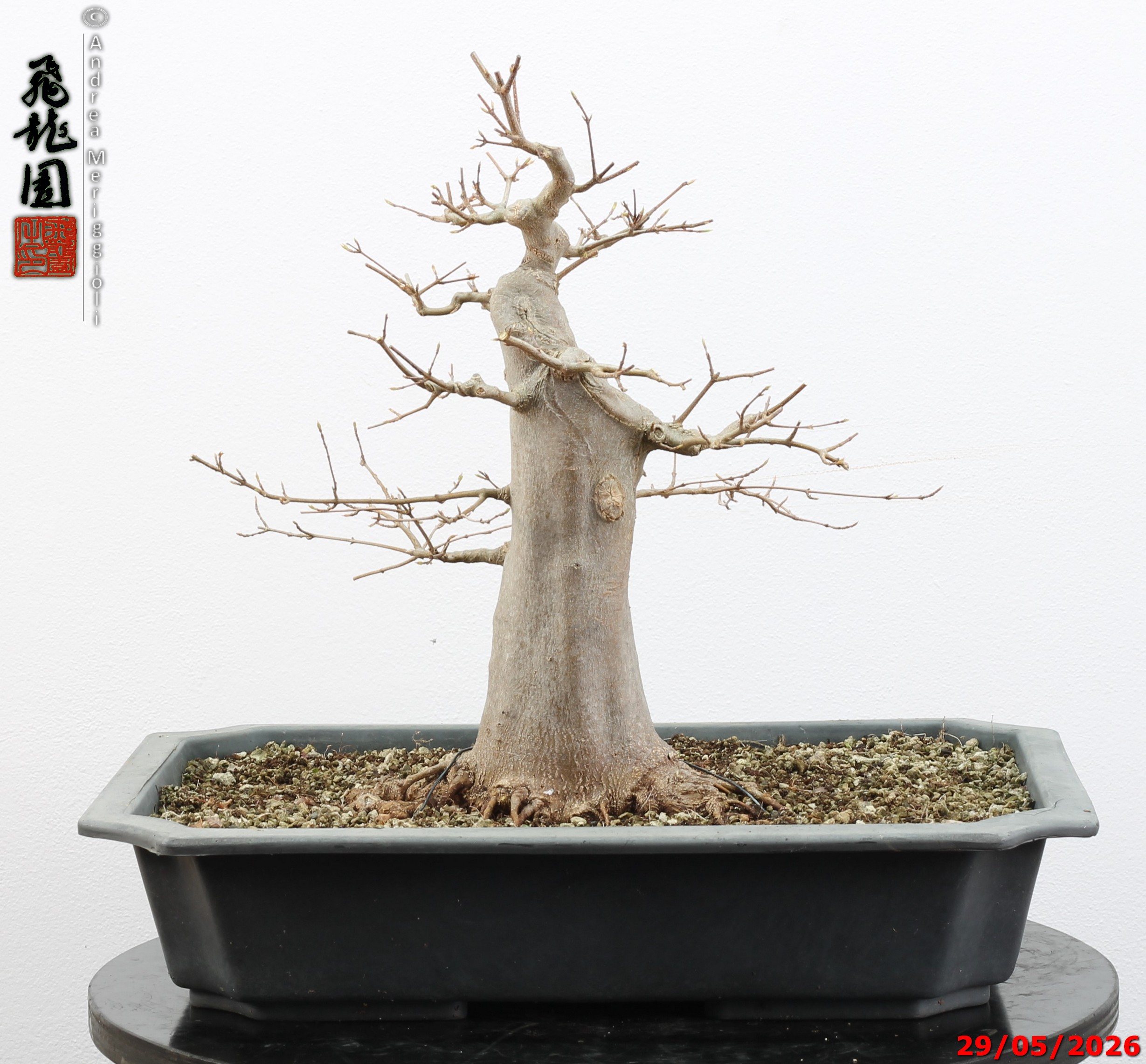 Acer buergerianum - immagine 11