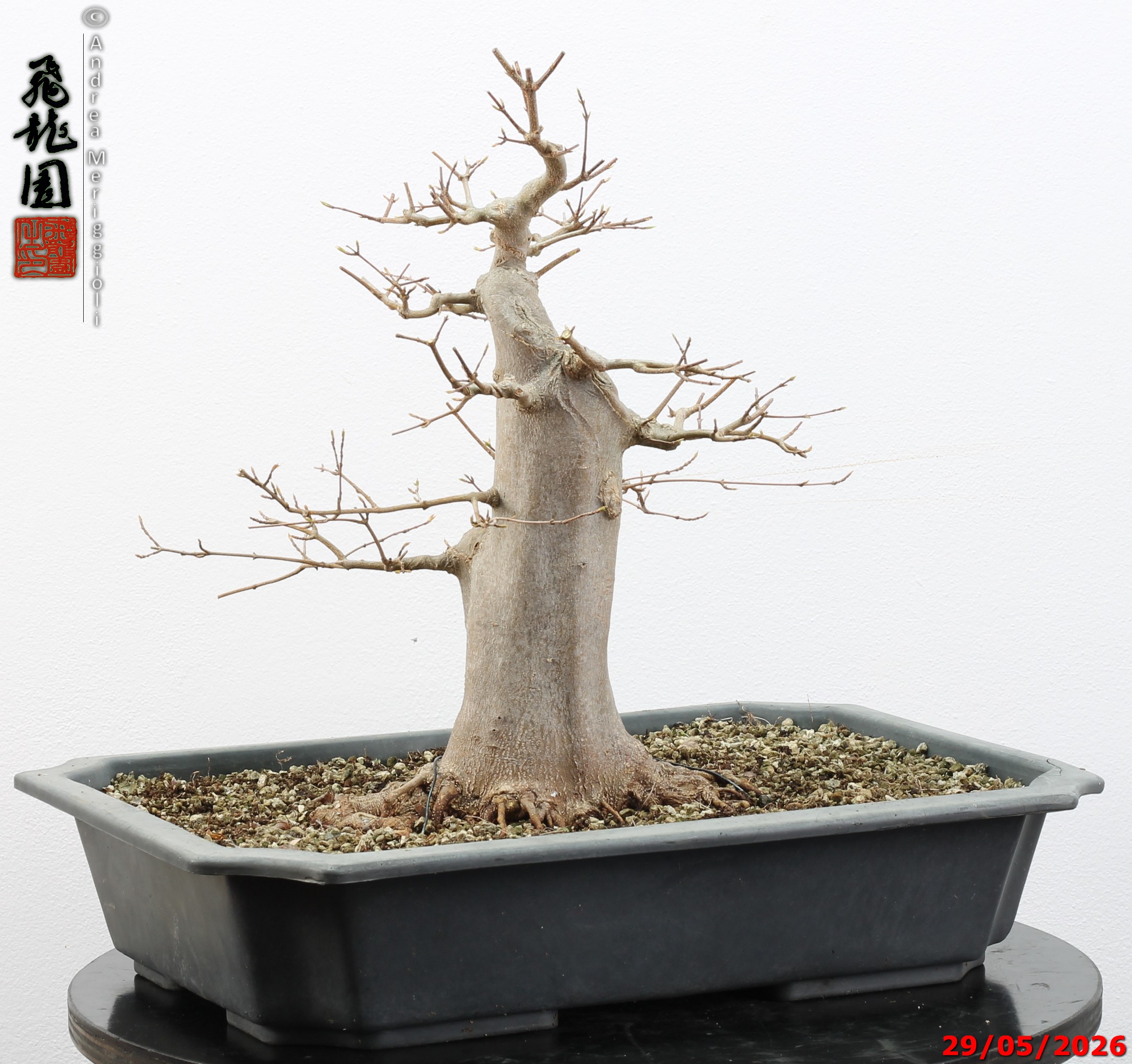 Acer buergerianum - immagine 10