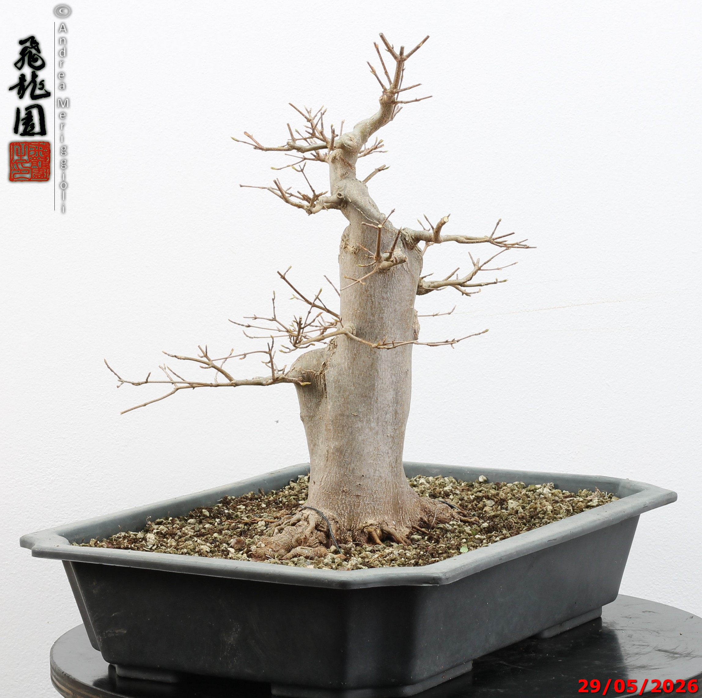 Acer buergerianum - immagine 9