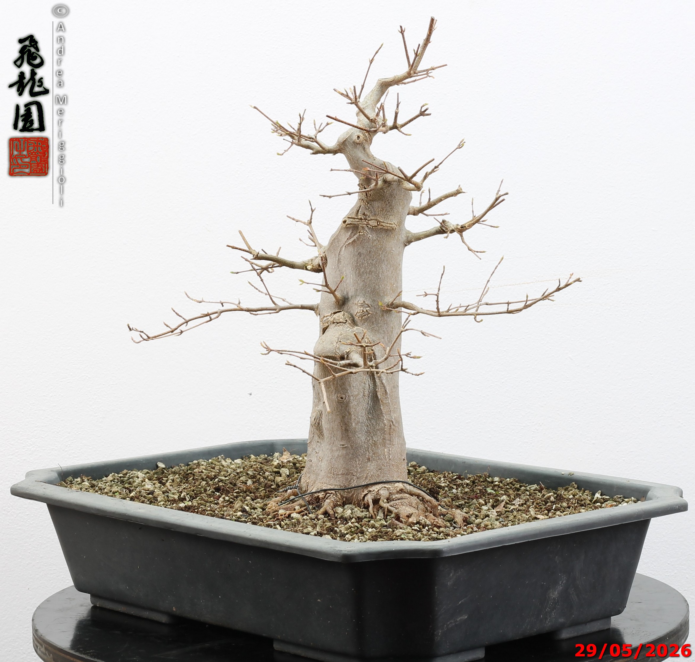 Acer buergerianum - immagine 8