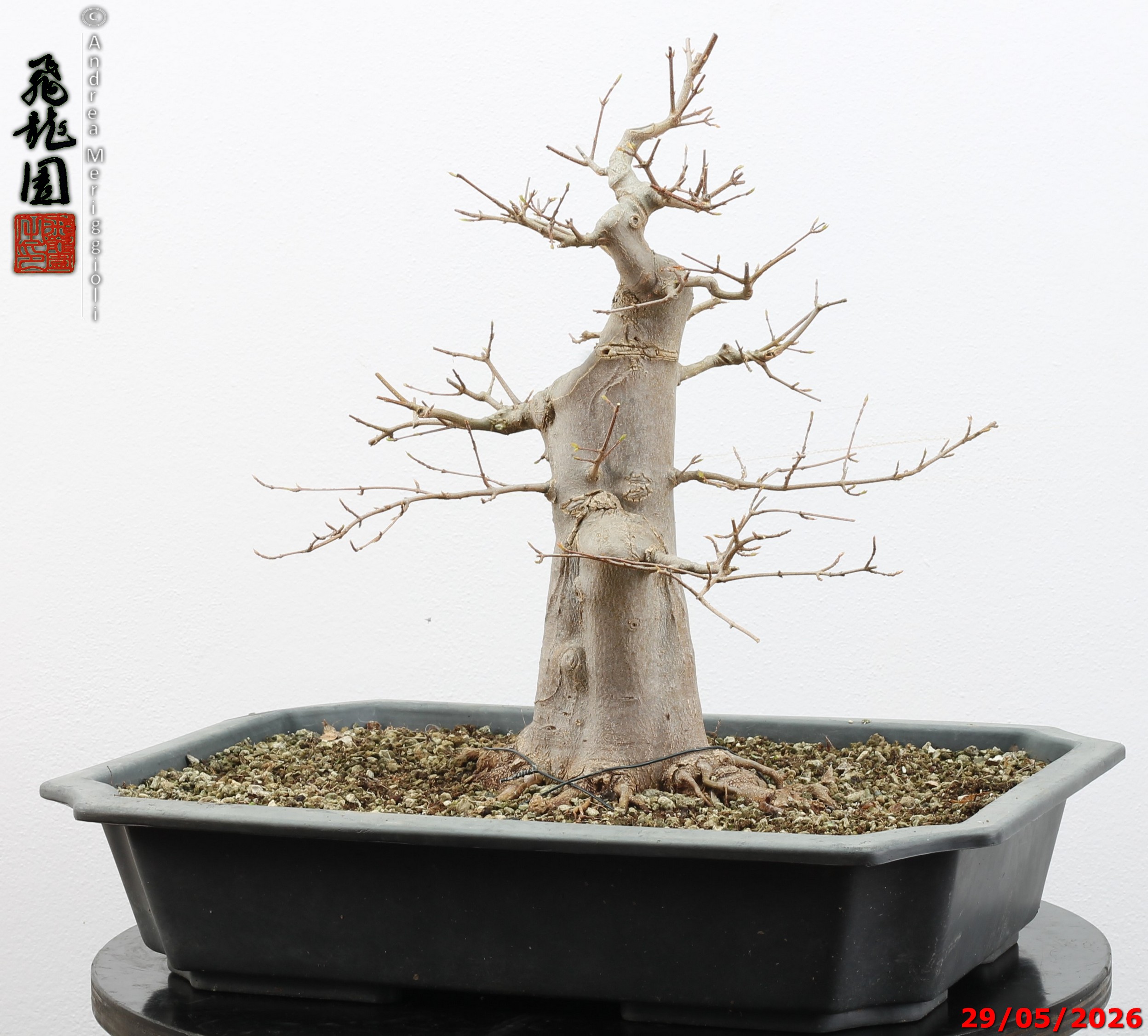 Acer buergerianum - immagine 7