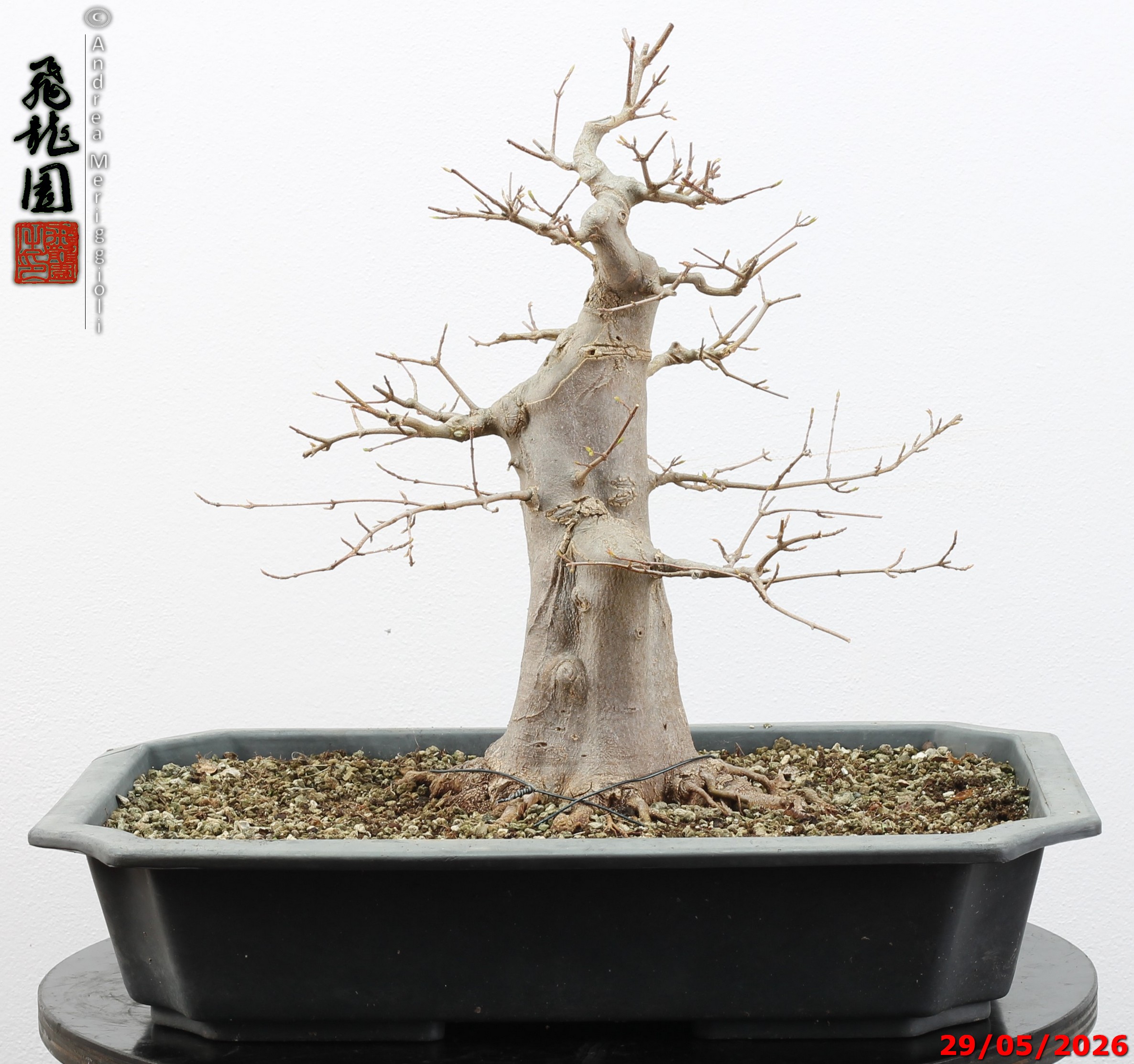 Acer buergerianum - immagine 6