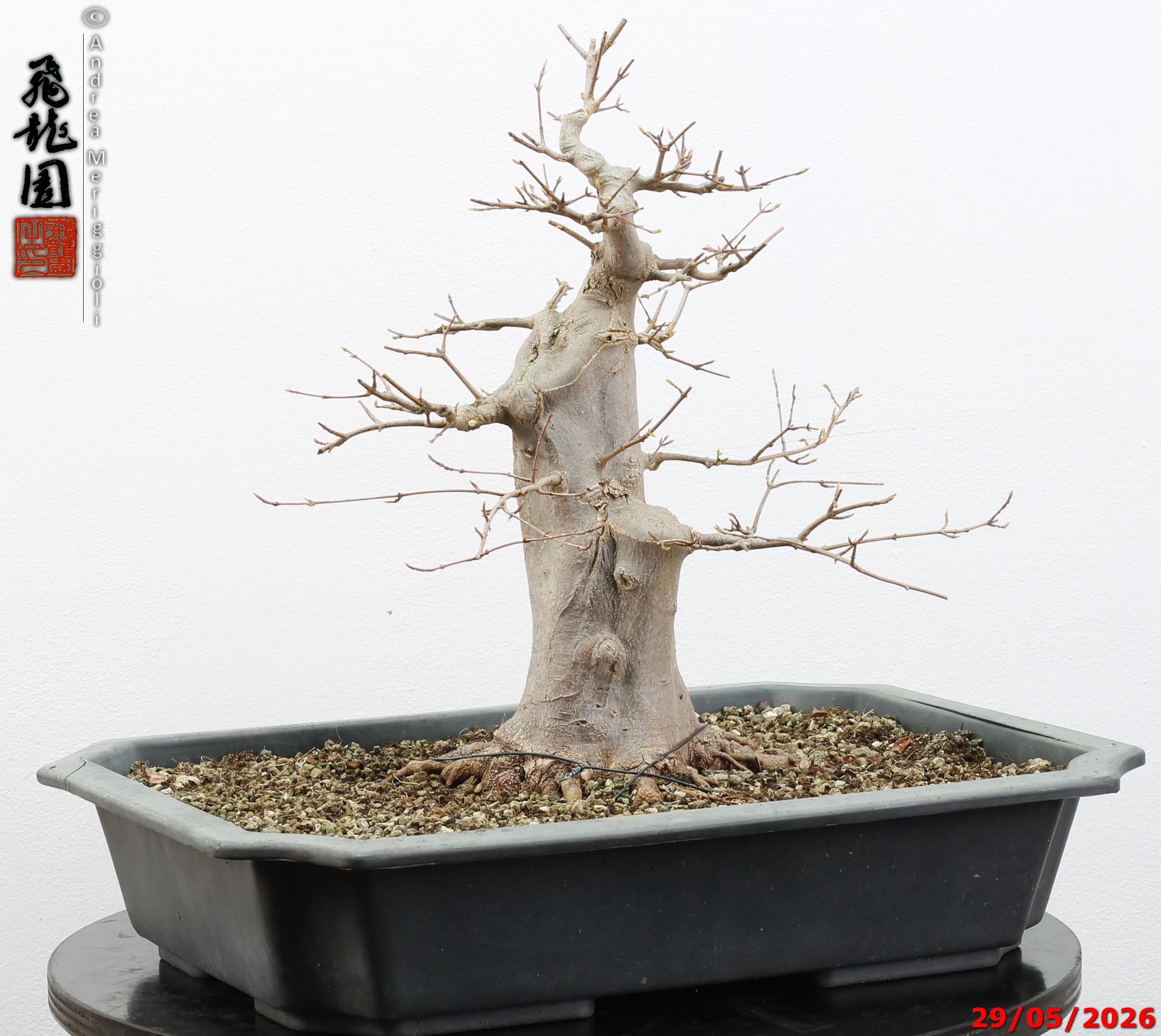 Acer buergerianum - immagine 5