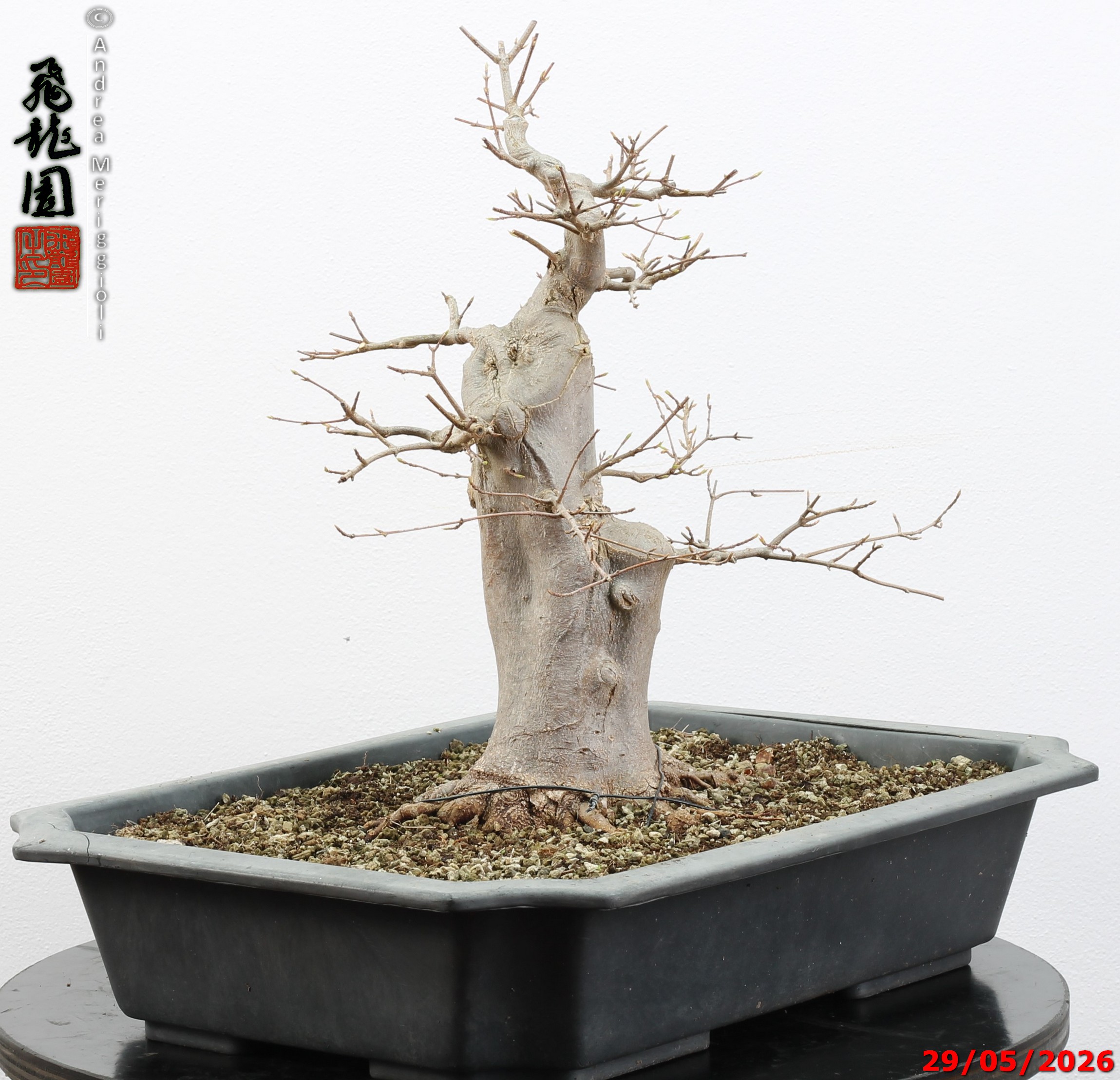 Acer buergerianum - immagine 4
