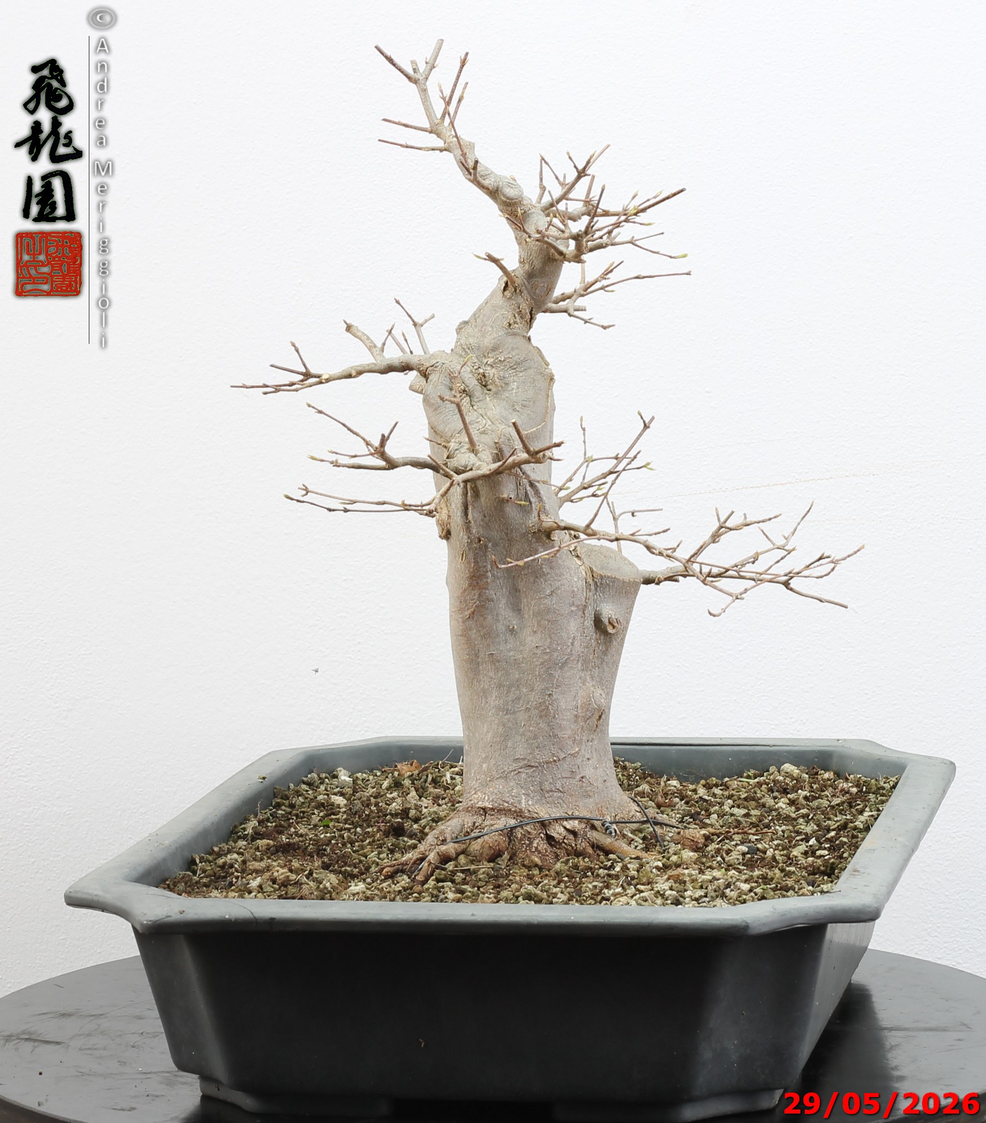 Acer buergerianum - immagine 3