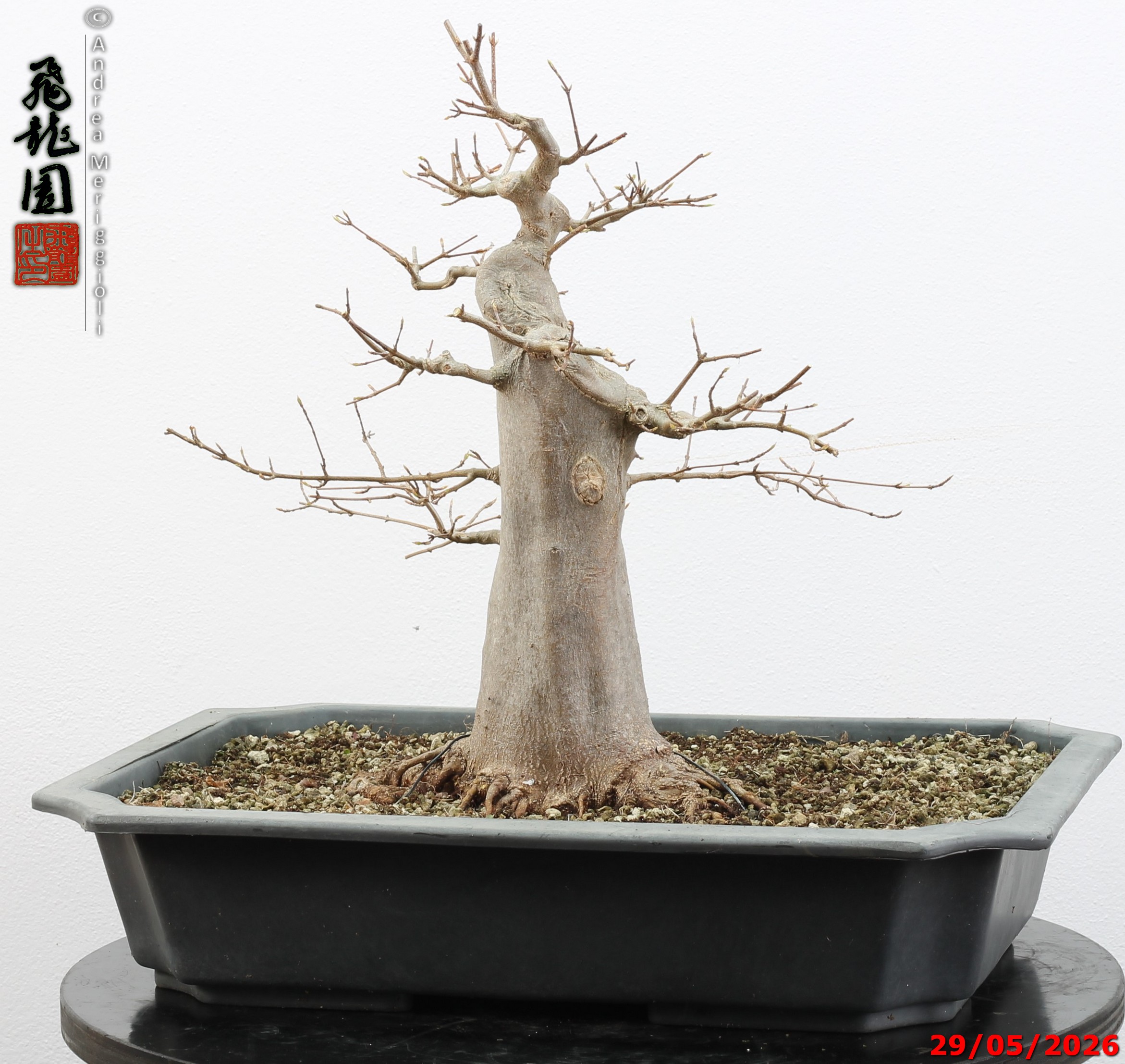 Acer buergerianum - immagine 2
