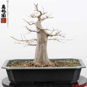 Acer buergerianum