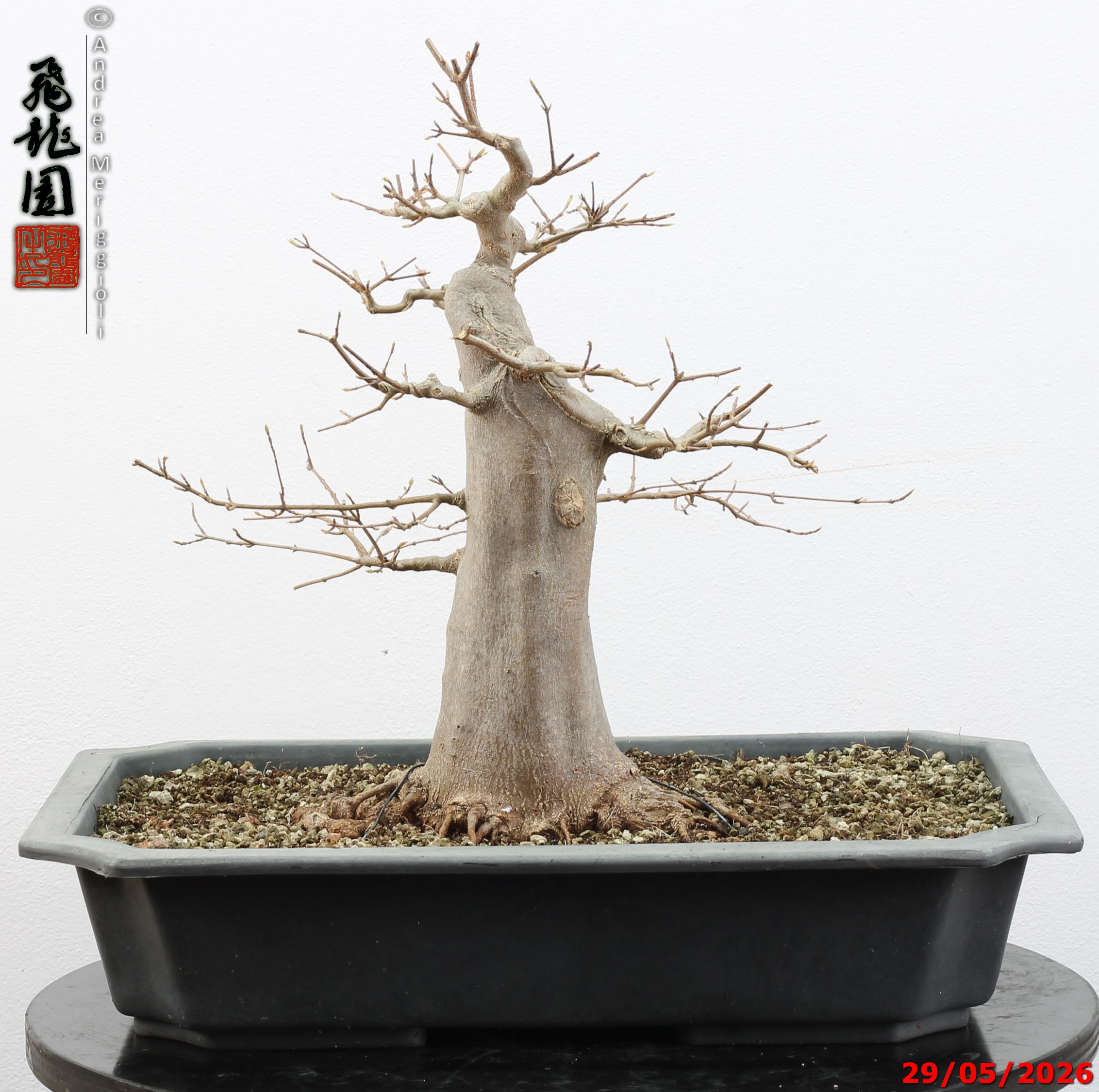Acer buergerianum
