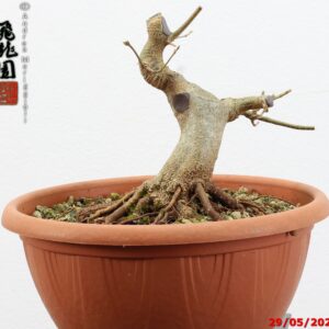 Acer buergerianum shohin