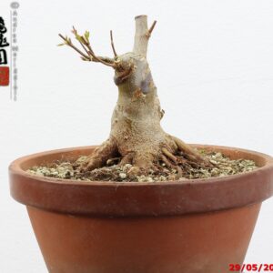 Acer buergerianum shohin