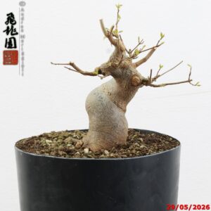 Acer buergerianum shohin