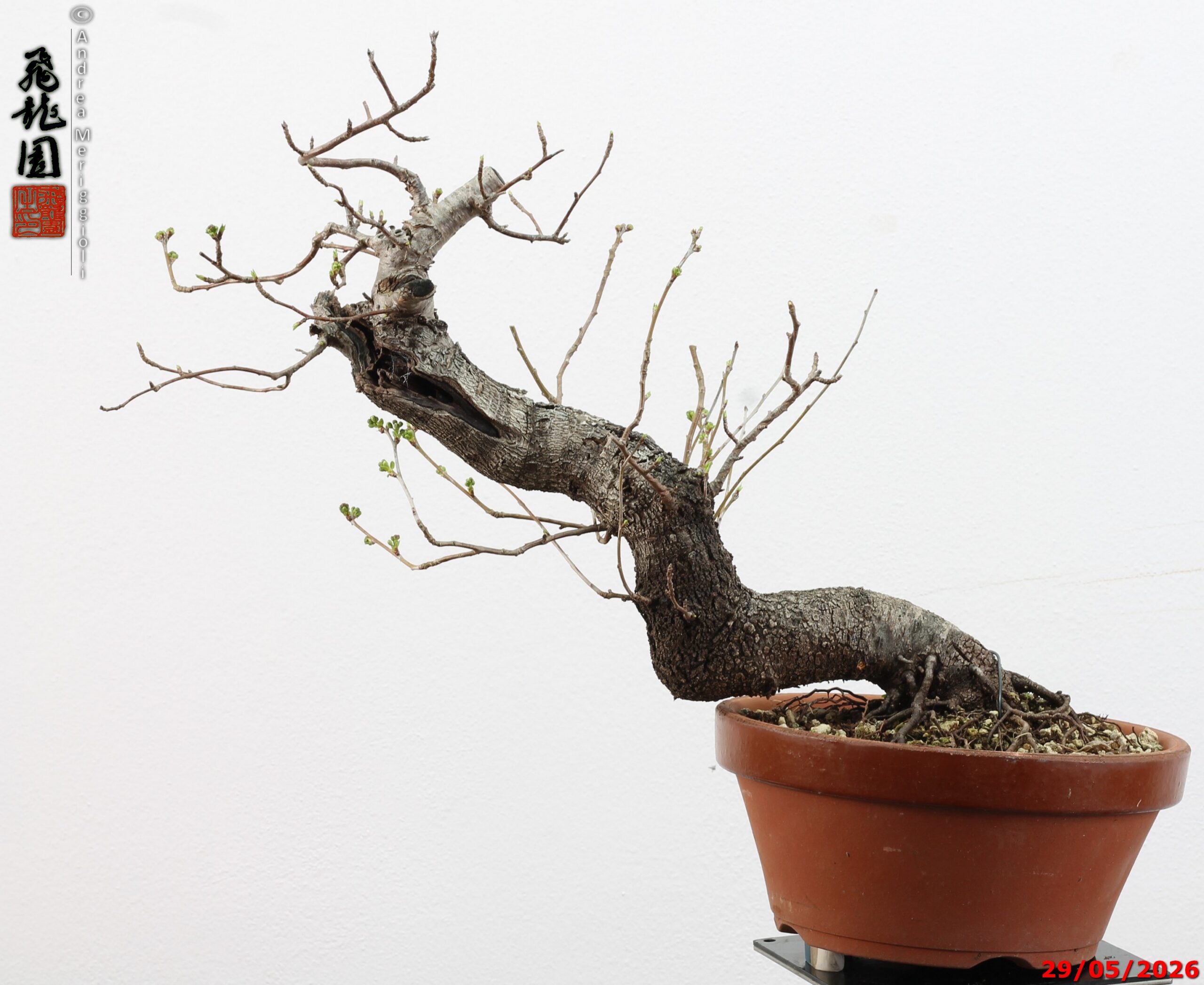 Prunus mahaleb - Image 11
