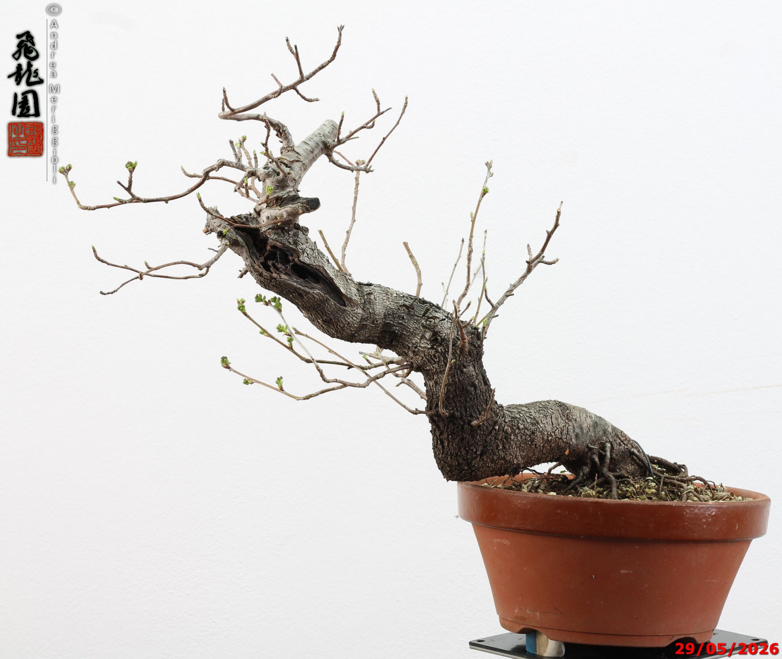 Prunus mahaleb - Image 10