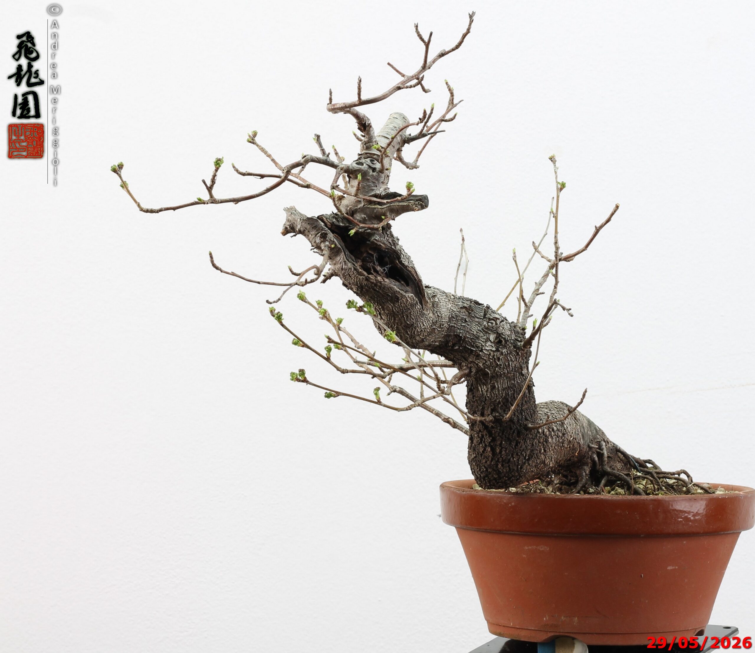 Prunus mahaleb - Image 9