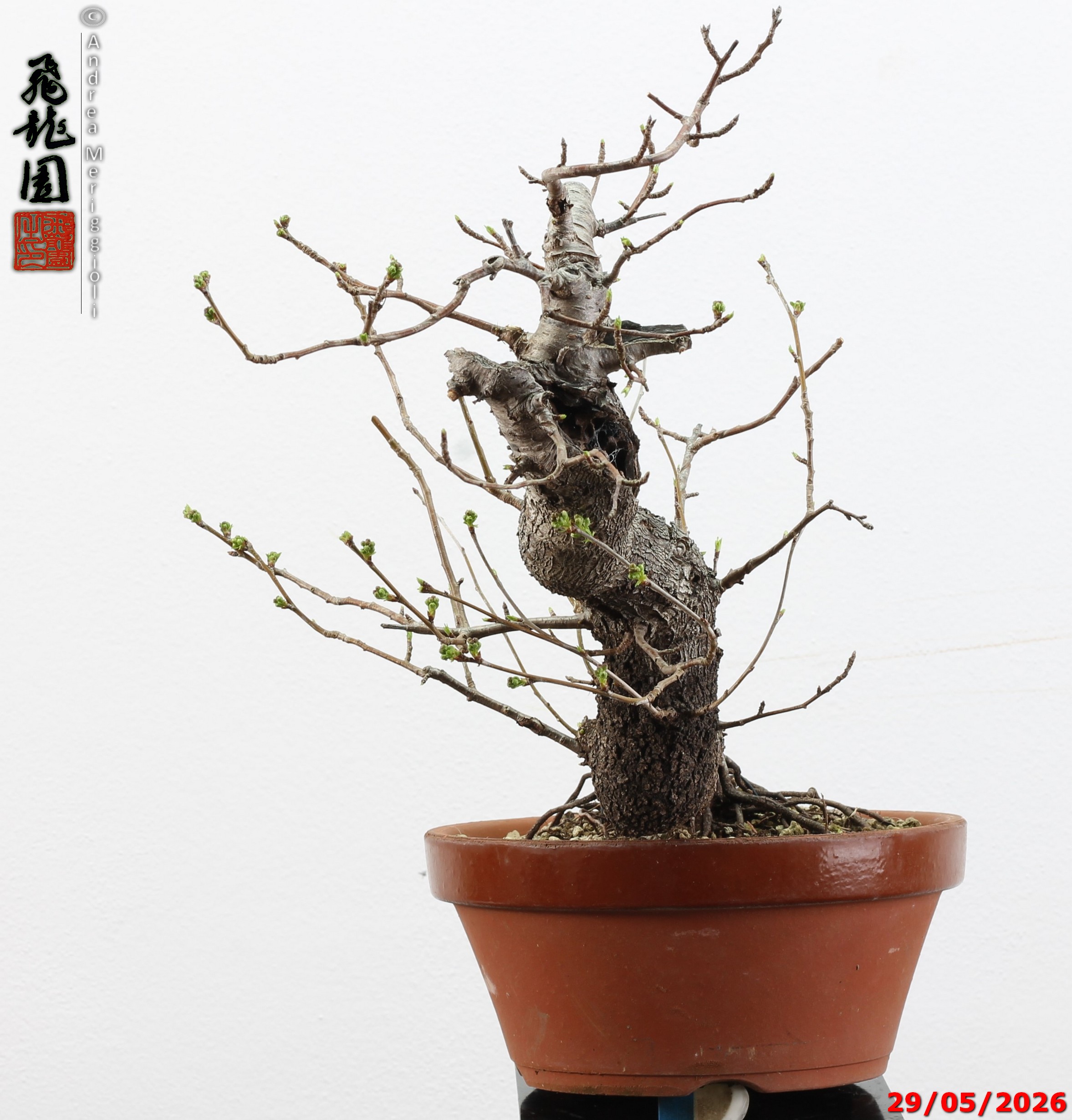 Prunus mahaleb - Image 8