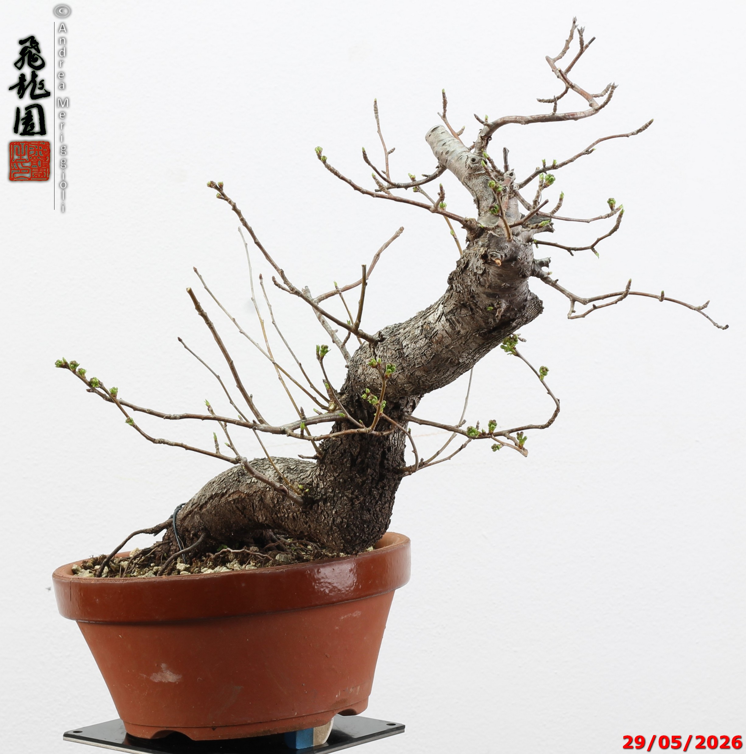 Prunus mahaleb - Image 7