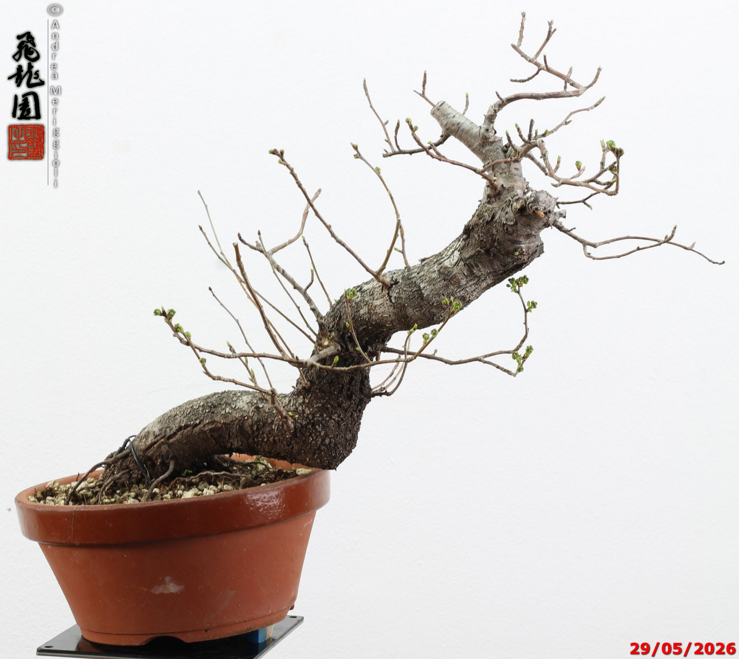 Prunus mahaleb - Image 6