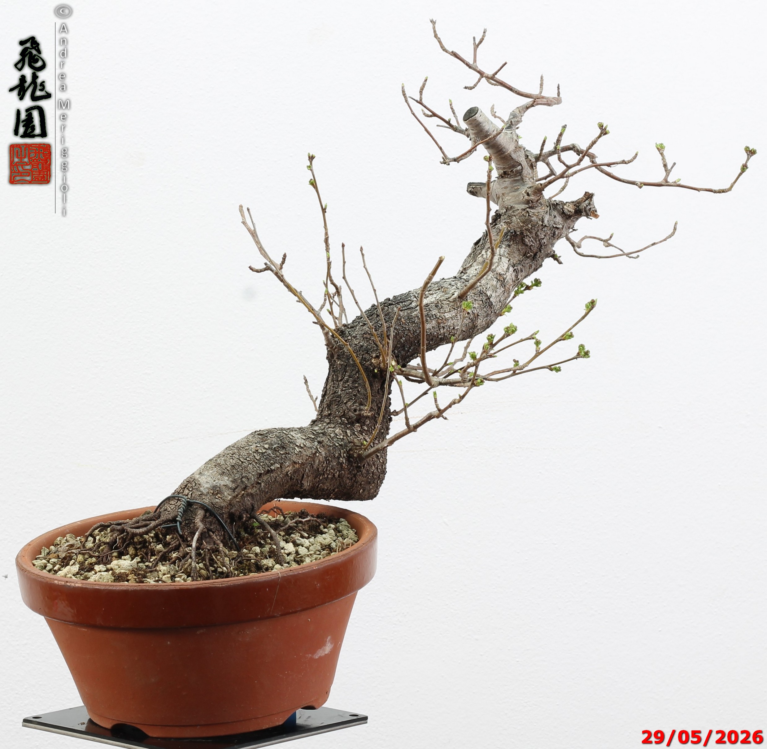 Prunus mahaleb - Image 5