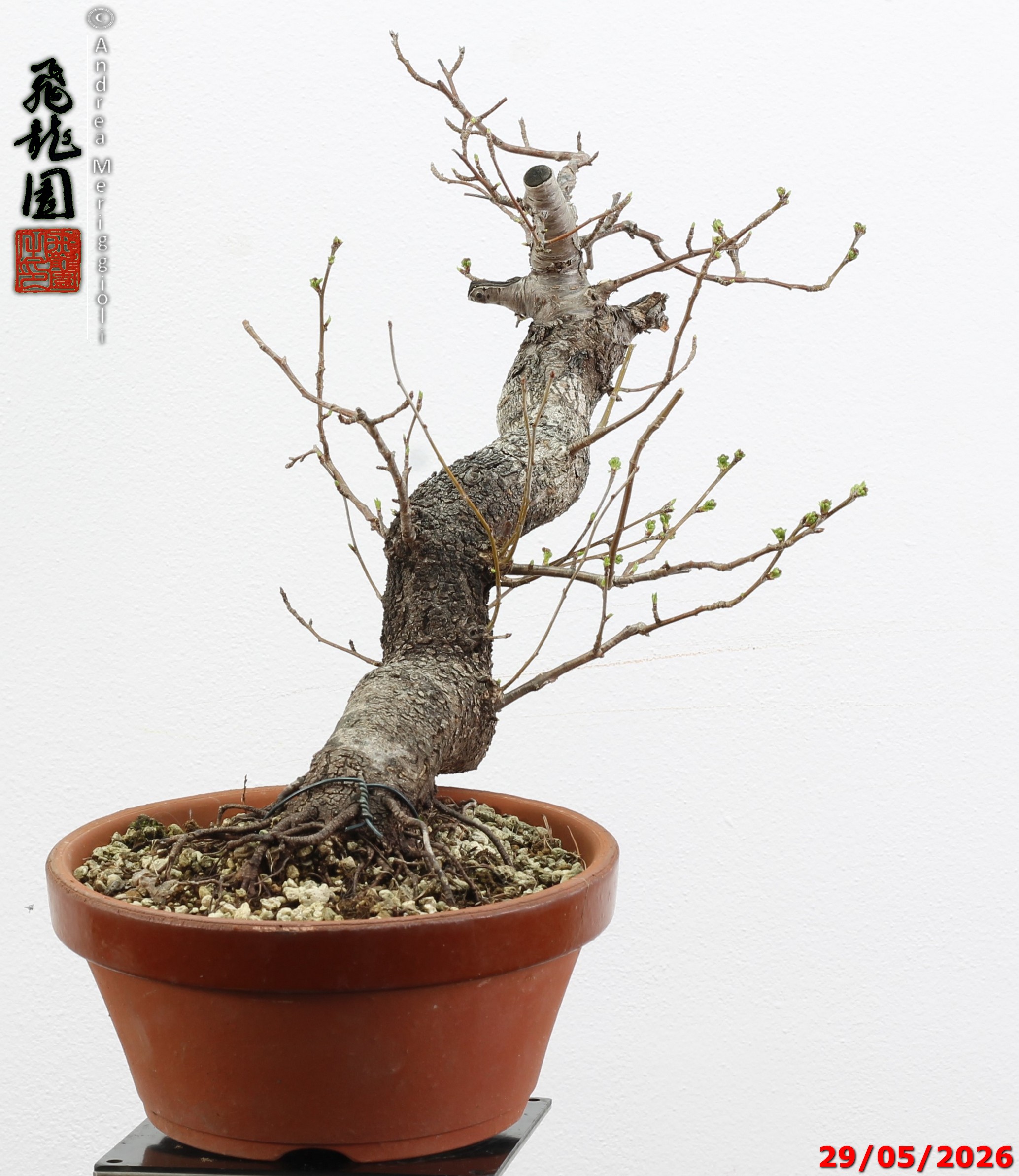 Prunus mahaleb - Image 4