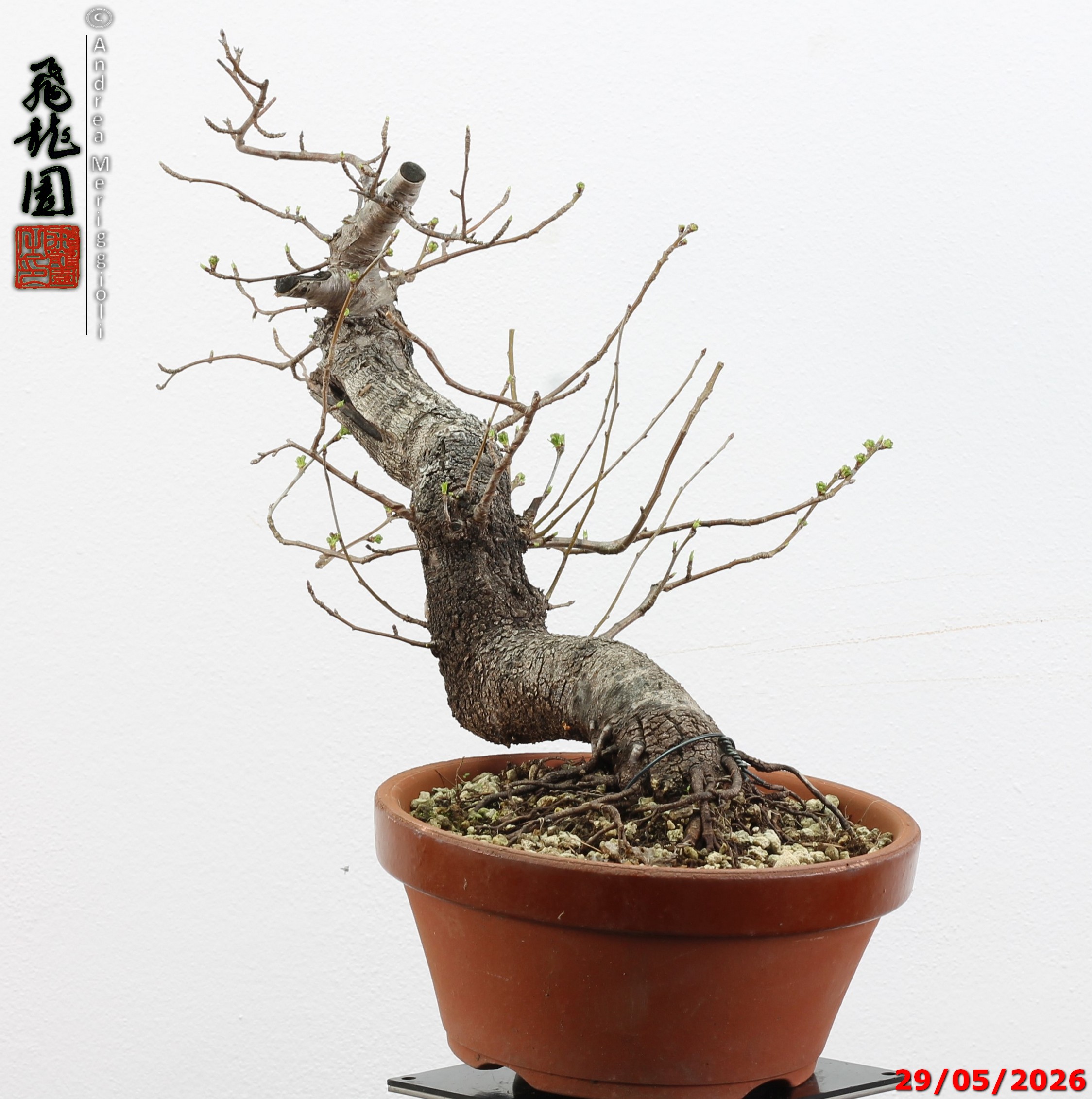 Prunus mahaleb - Image 3