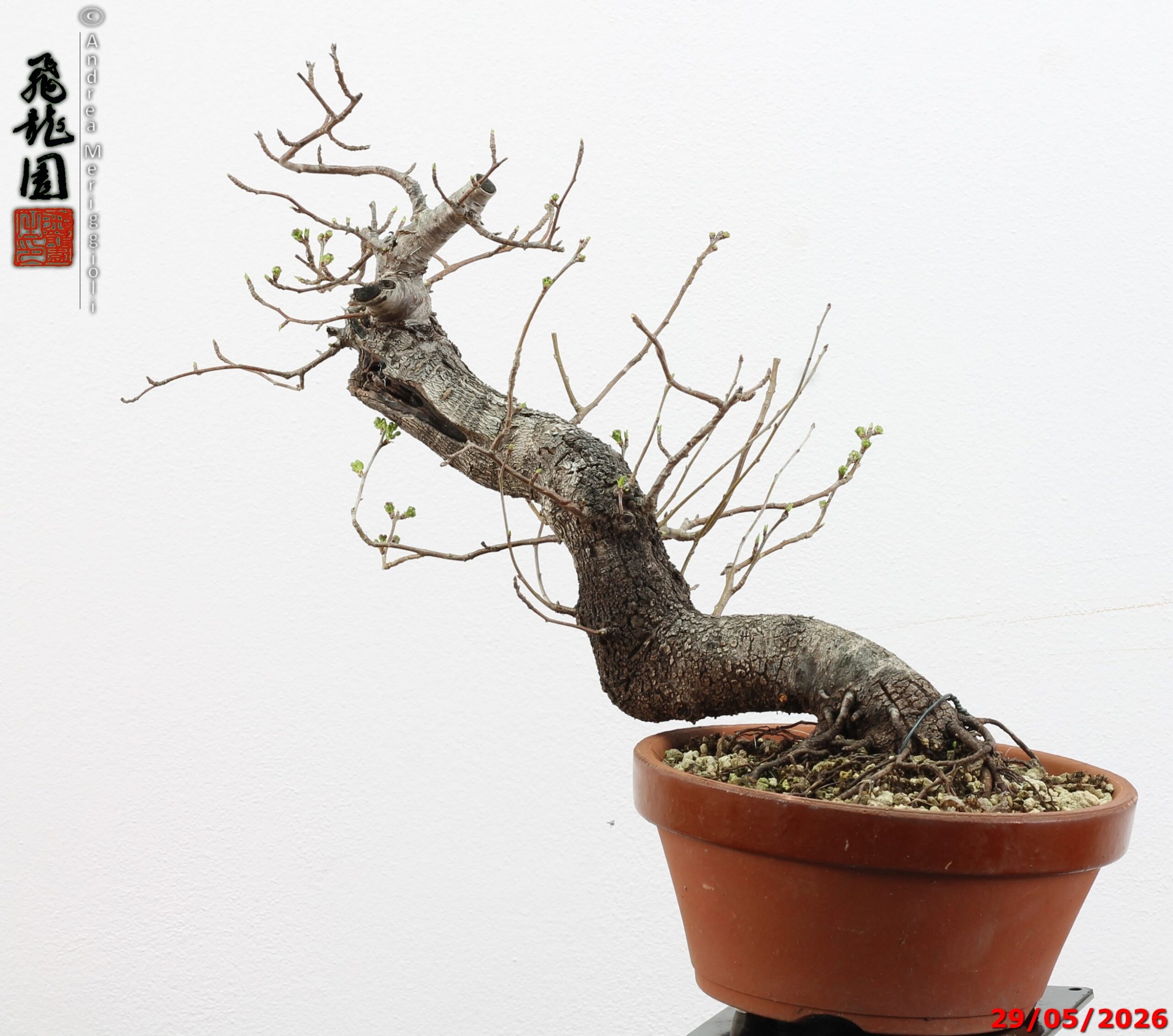 Prunus mahaleb - Image 2