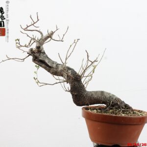 Prunus mahaleb